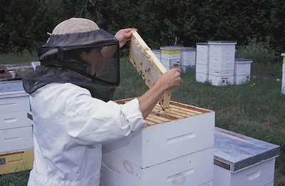 Beekeeping 101: Equipment and Clothing