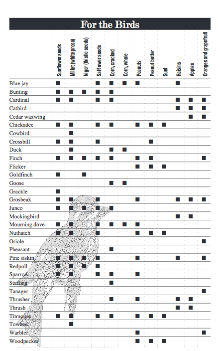 Feeding Birds: a Quick Guide to Seed Types