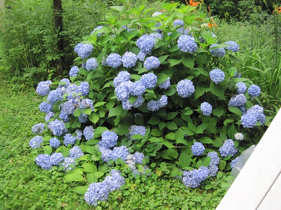 Hydrangea Size Chart