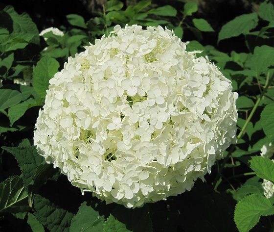 Pruning Hydrangeas How And When To
