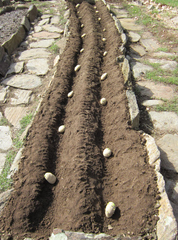 Planting Potatoes Gardening Tips and Pictures | The Old ...