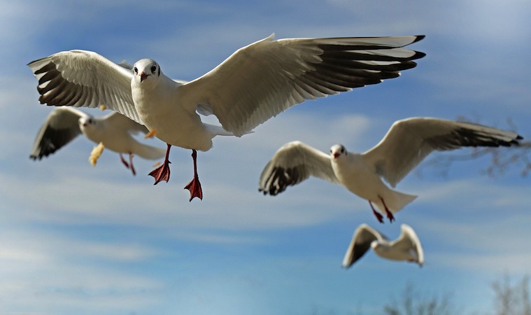 Fly High With the Birds in the Sky