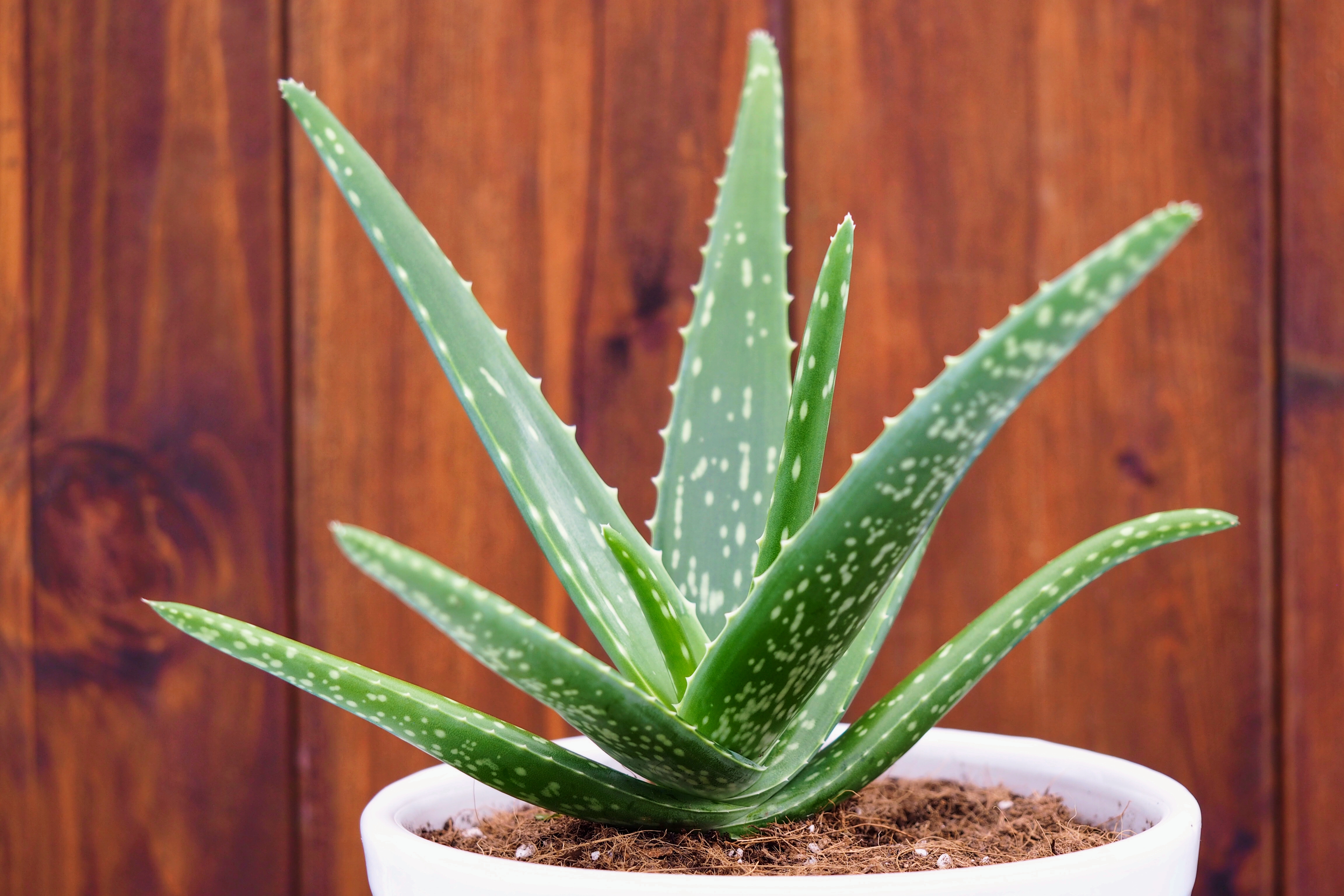 Aloe Vera: How to Care for Aloe Vera Plants | The Old Farmer's Almanac