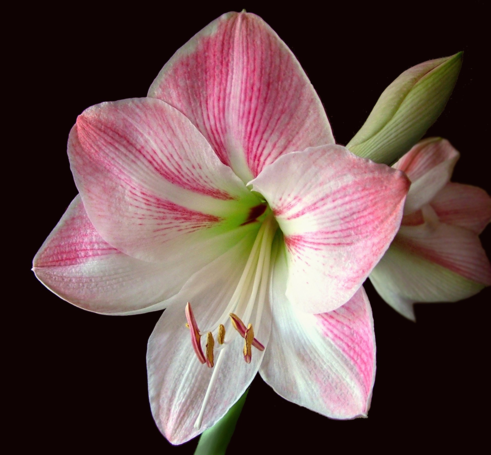 Caring For Amaryllis In The Winter Continuous Amaryllis Blooms The Old Farmer S Almanac