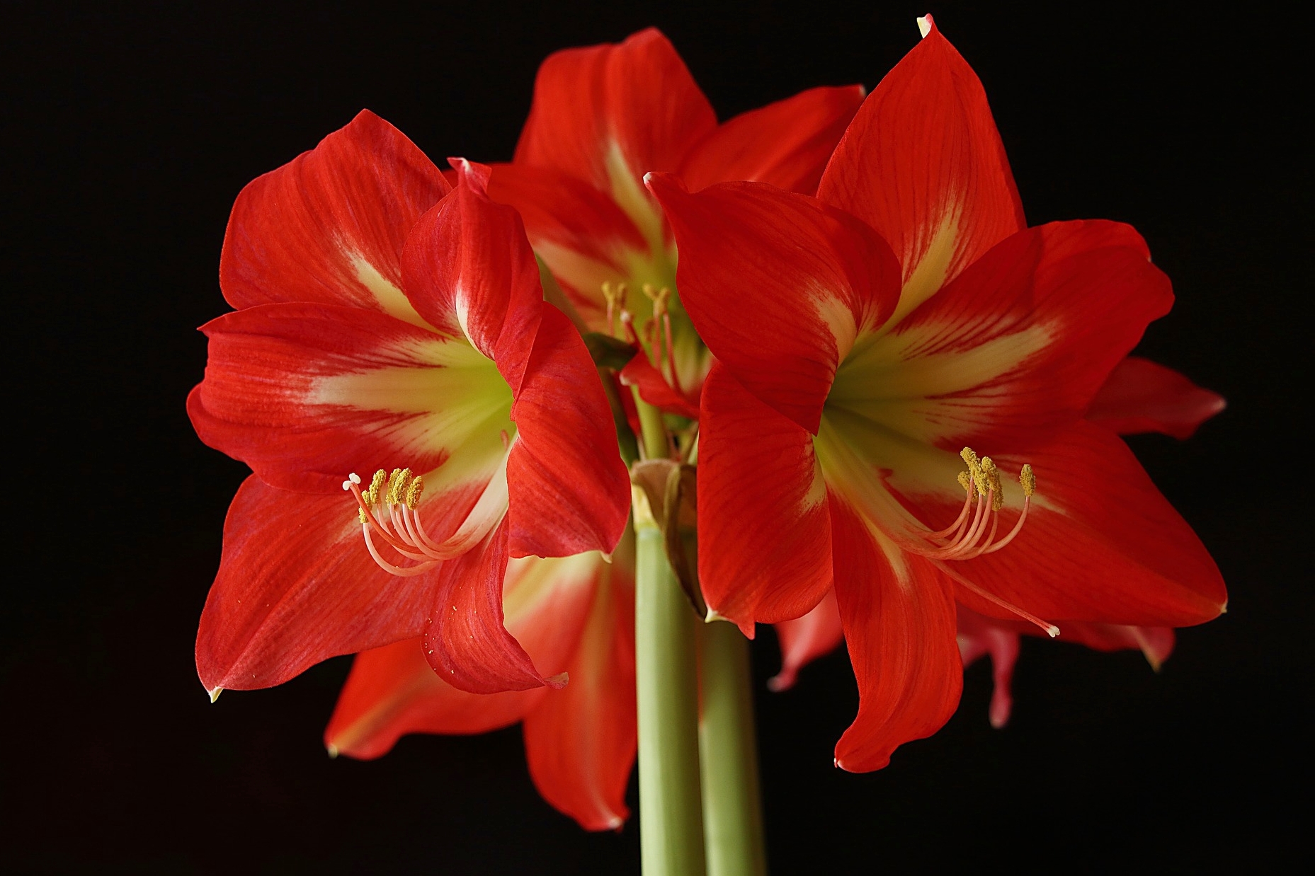 flower delivery cyprus