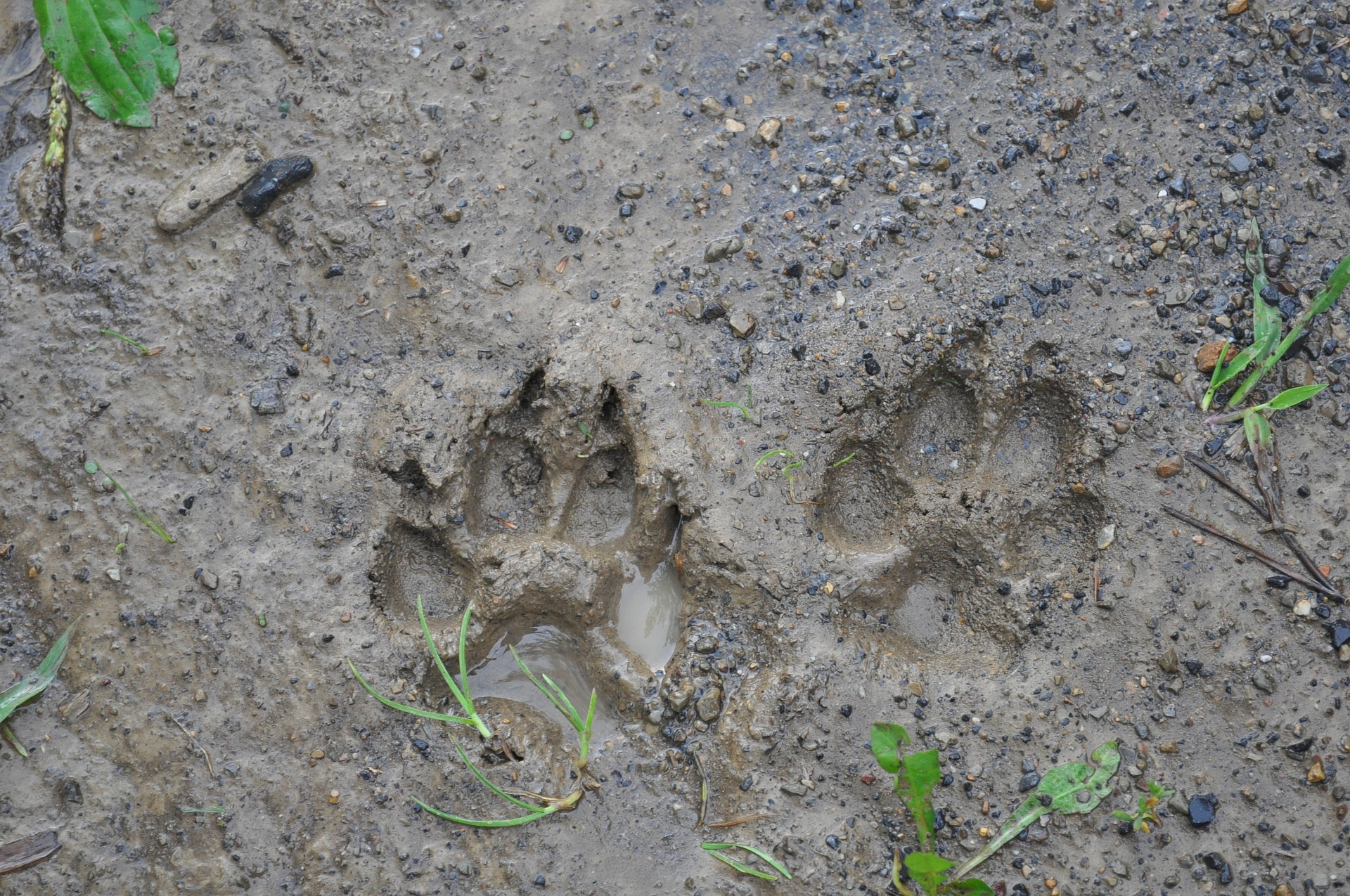 Examples Of Animal Tracks