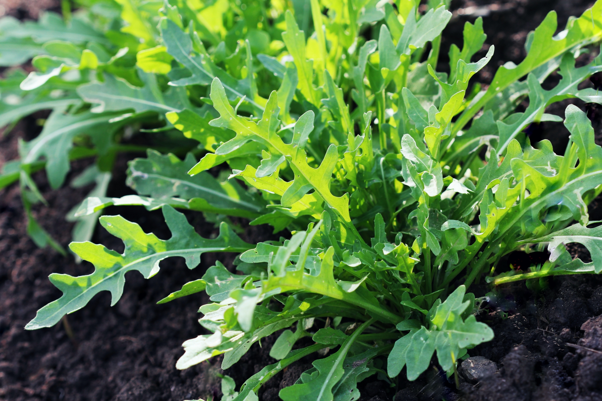 Growing Arugula Planting Growing And Harvesting Arugula The Old Farmer S Almanac Growing Arugula Planting Growing And Harvesting Arugula The Old Farmer S Almanac
