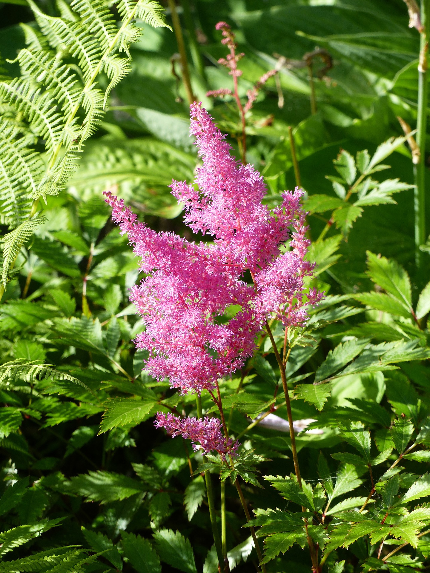 Astilbe How To Plant Grow And Care For Astilbe Flowers The Old Farmer S Almanac