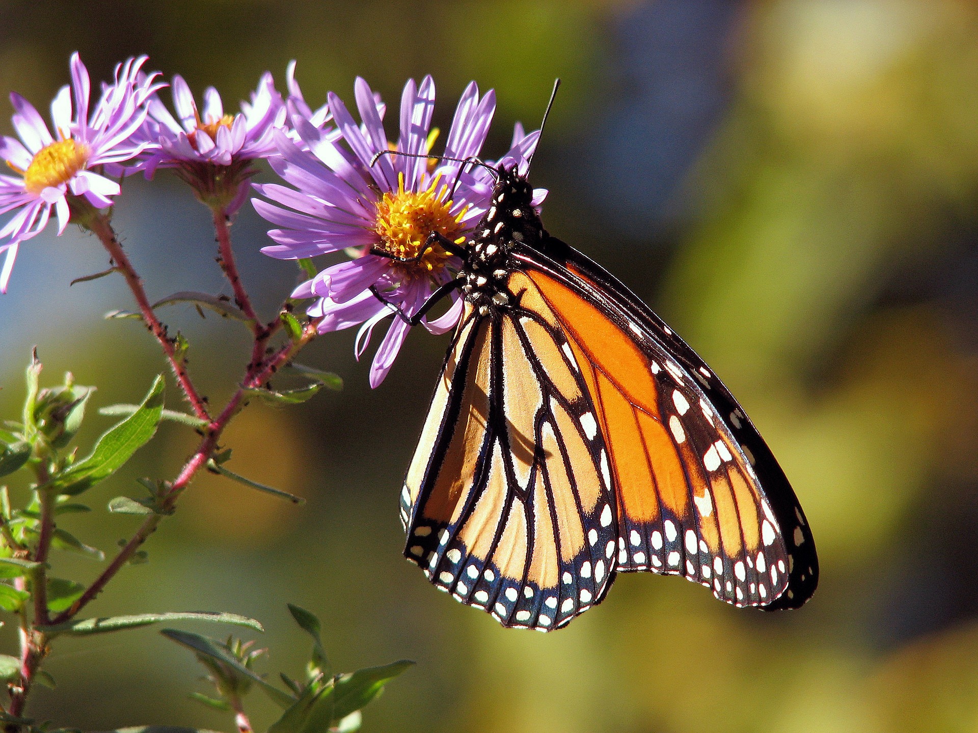 Plants that Attract Butterflies: The Best Plants for Butterflies | The