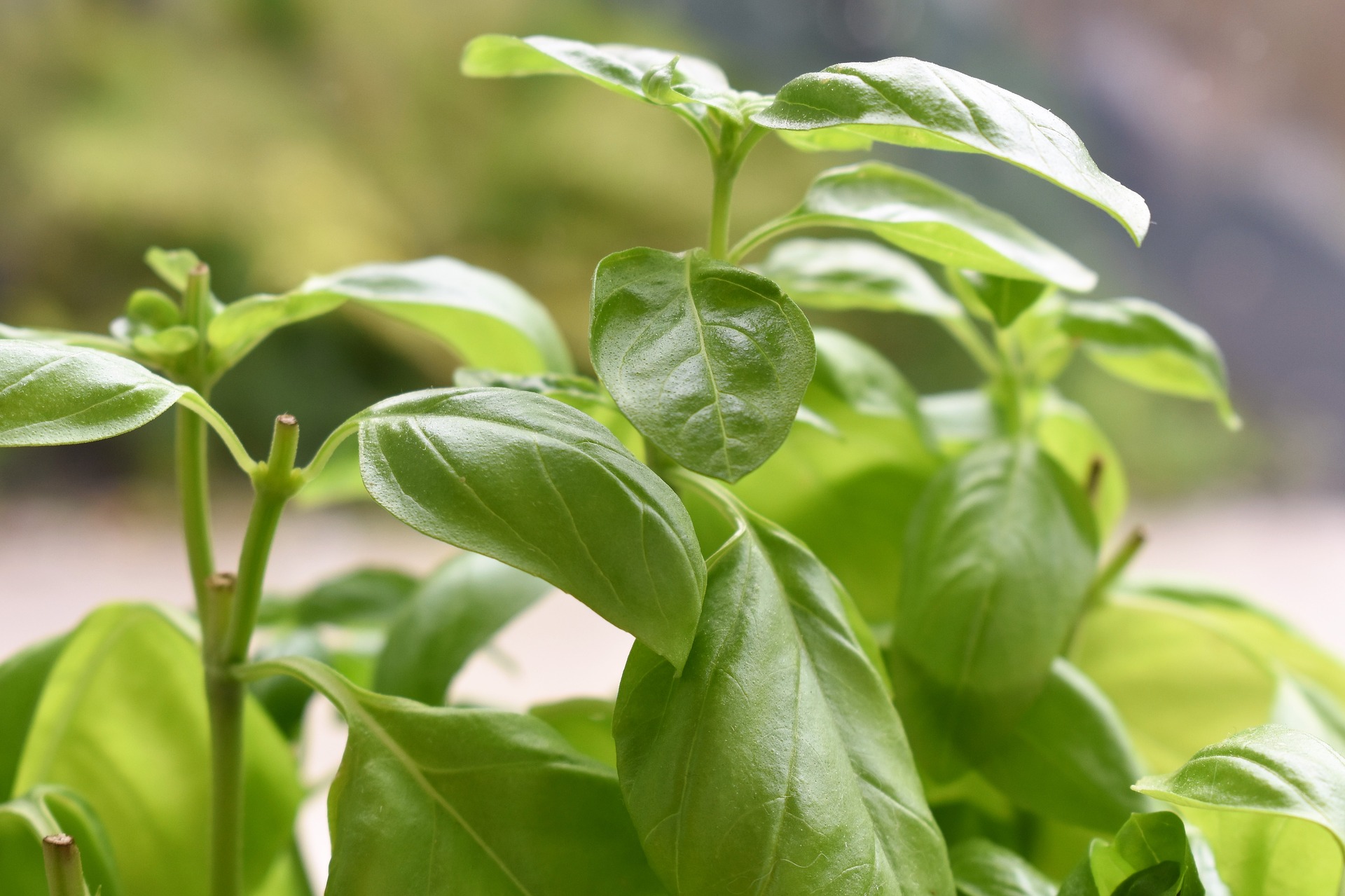 Basil: Planting, Growing, and Harvesting Basil | The Old Farmer's Almanac