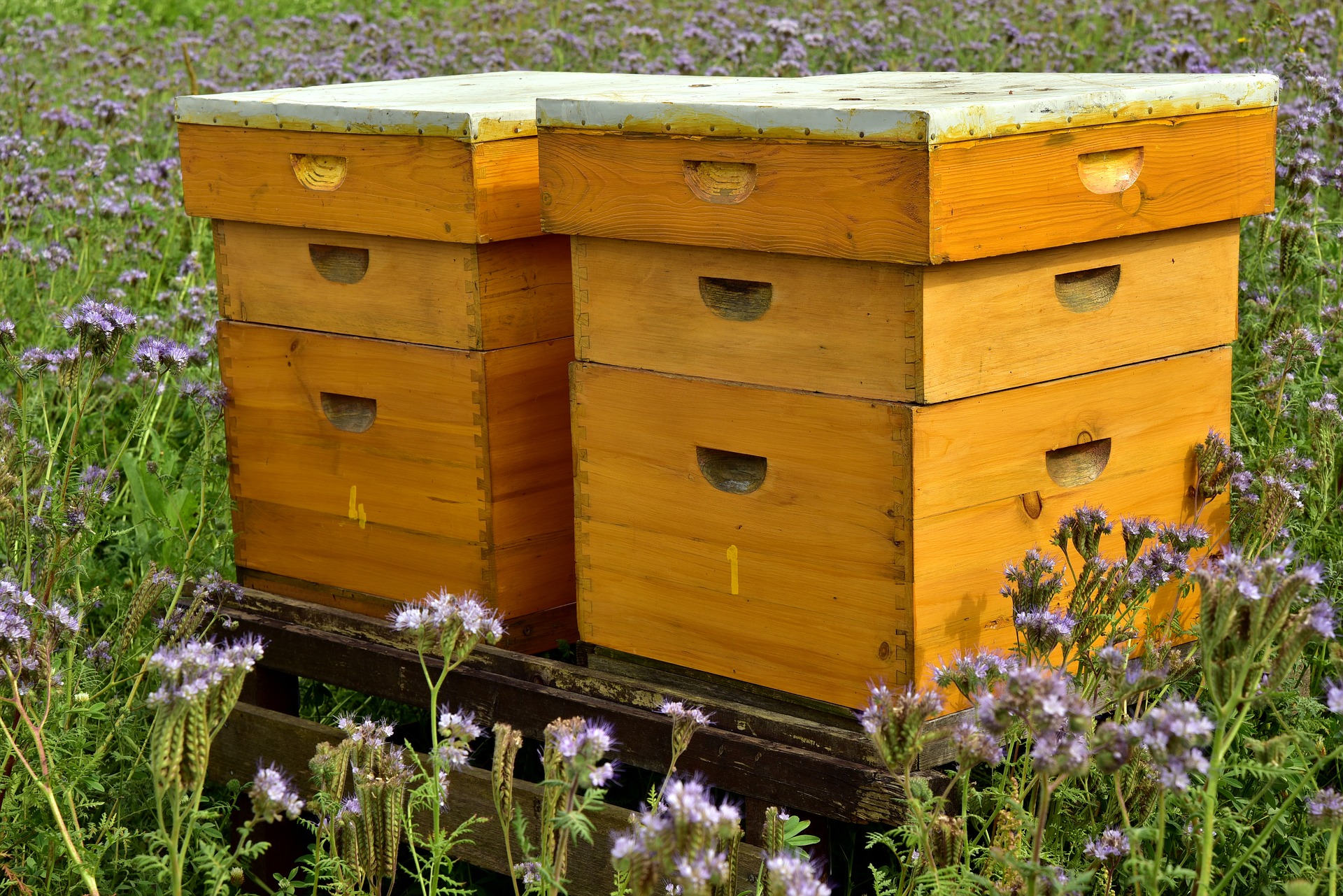 3 Best Types of Beehives: Langstroth, Top Bar, and Warré | Beekeeping