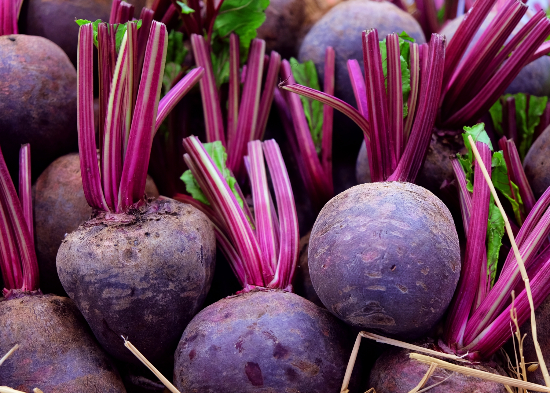 Growing Beets Planting Growing And Harvesting Beets The Old