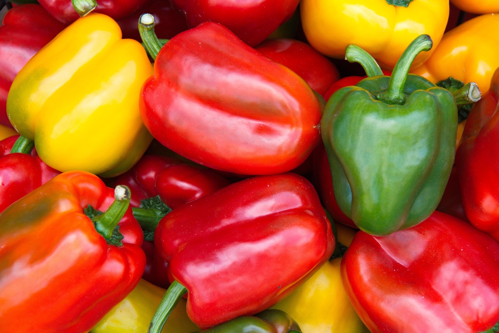 Growing Bell Peppers: From Planting to Harvest | The Old Farmer's ...