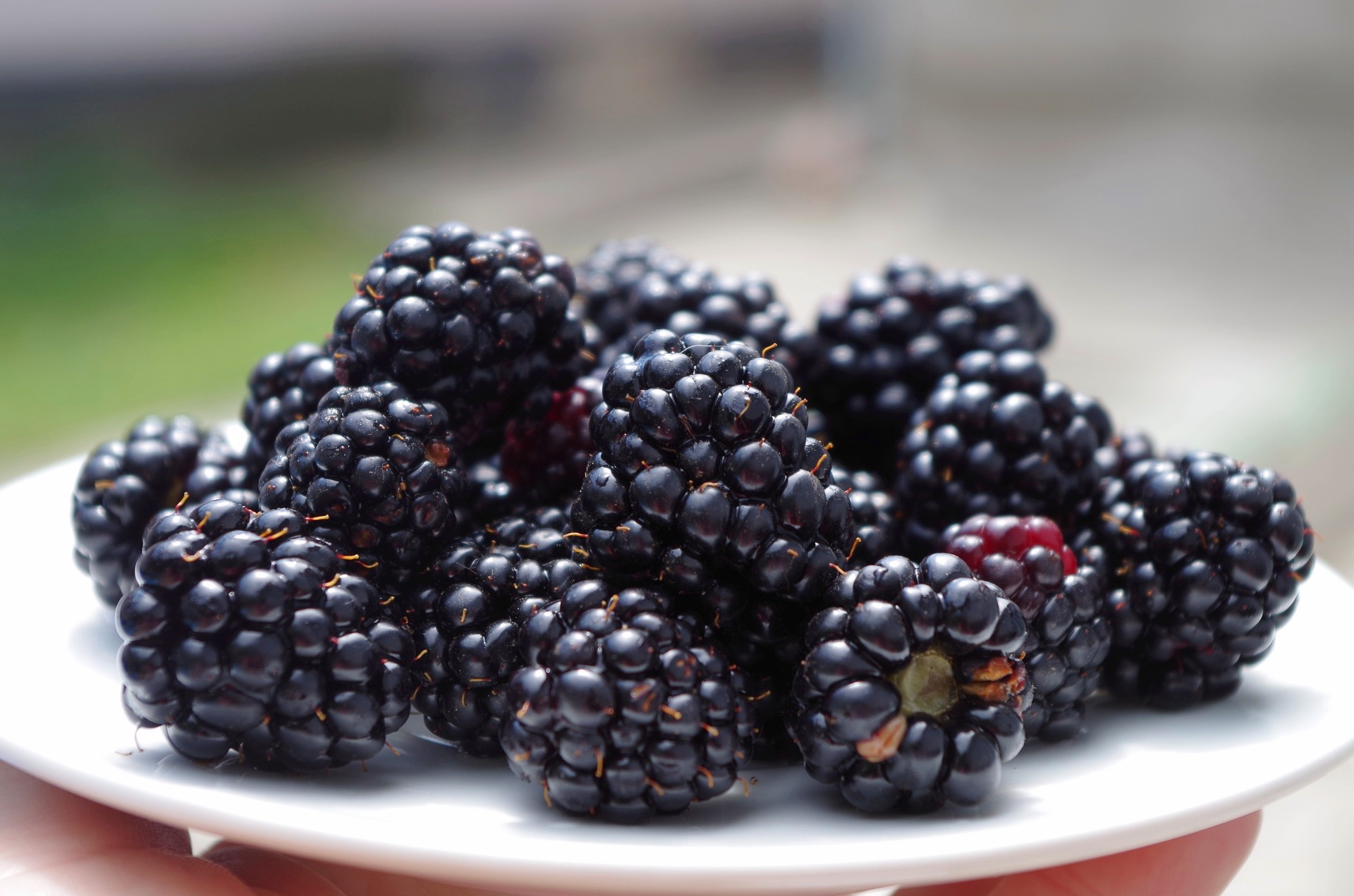 Blackberries: Planting, Growing, and Harvesting Blackberries | The ...