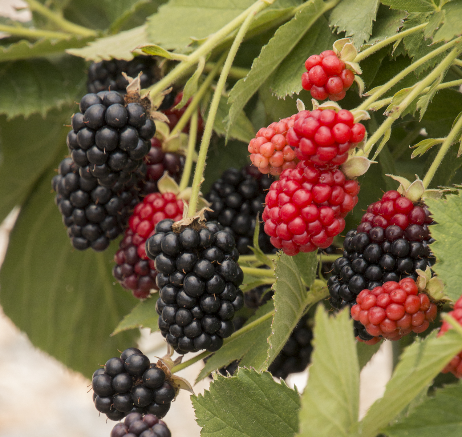 Blackberries: Planting, Growing, and Harvesting Blackberry Bushes | The ...