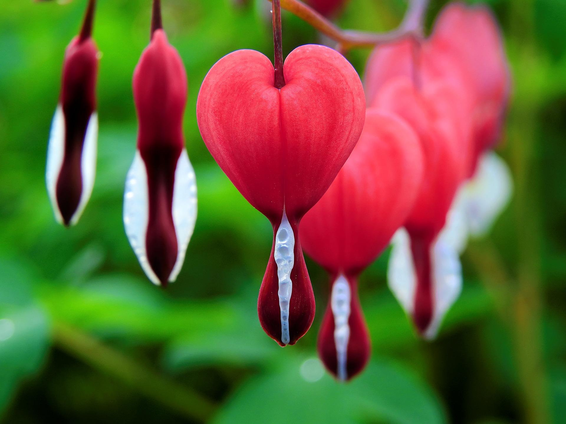 Bleeding Heart | Old Farmer's Almanac