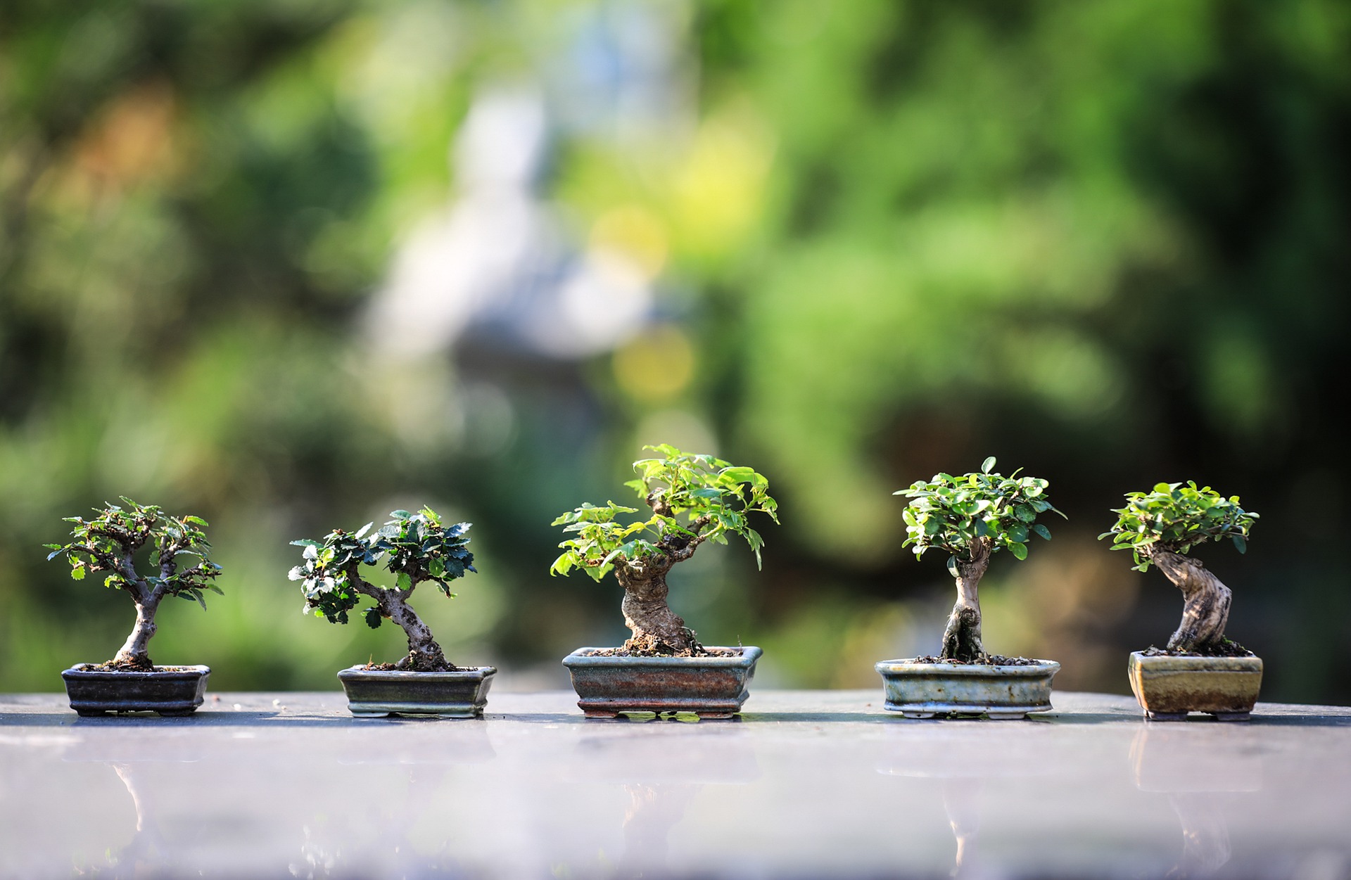 Growing Bonsai Bonsai Tree Care For Beginners The Old Farmer S Almanac
