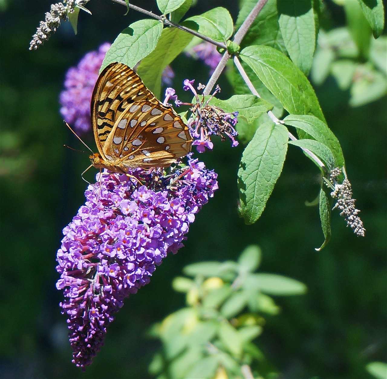 Butterfly Bush How To Plant Grow And Care For Buddleia The Old Farmer S Almanac
