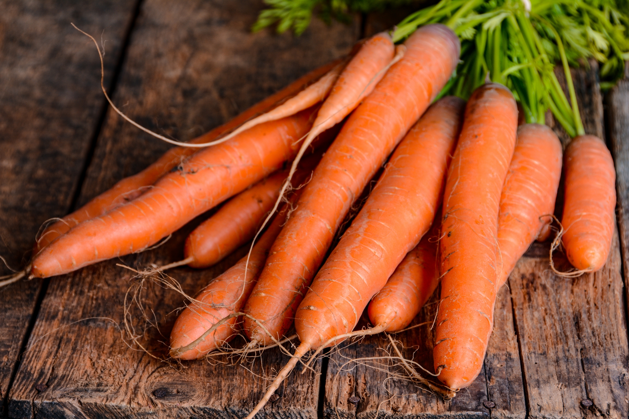 How long does it take for carrot seeds to germinate Carrots Planting Growing And Harvesting Carrots At Home The Old Farmer S Almanac