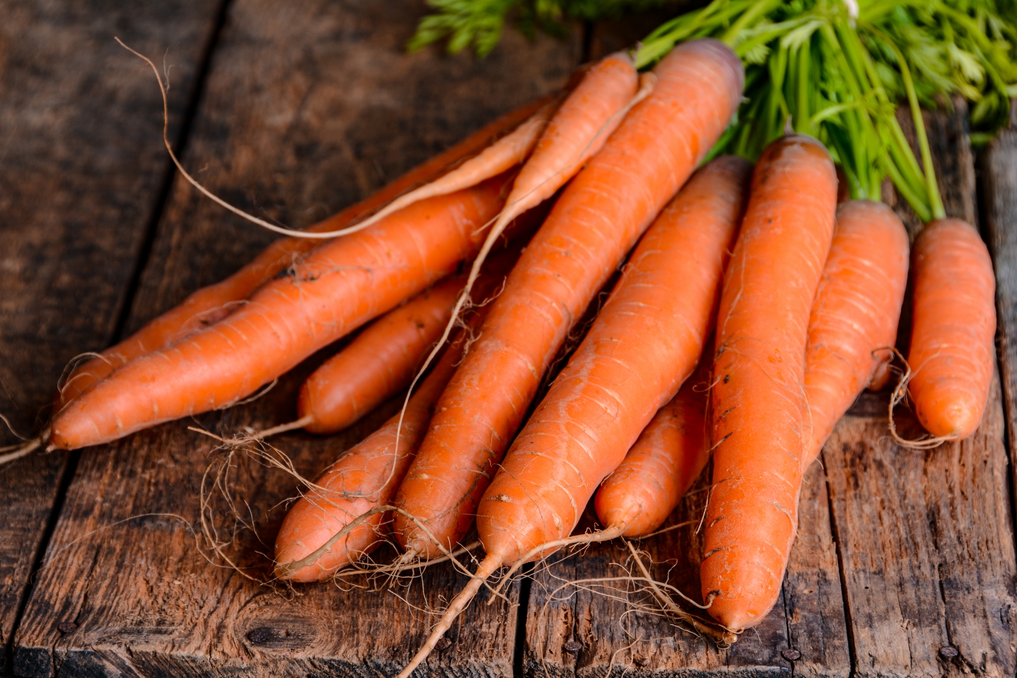 Carrots Planting Growing And Harvesting Carrots The Old