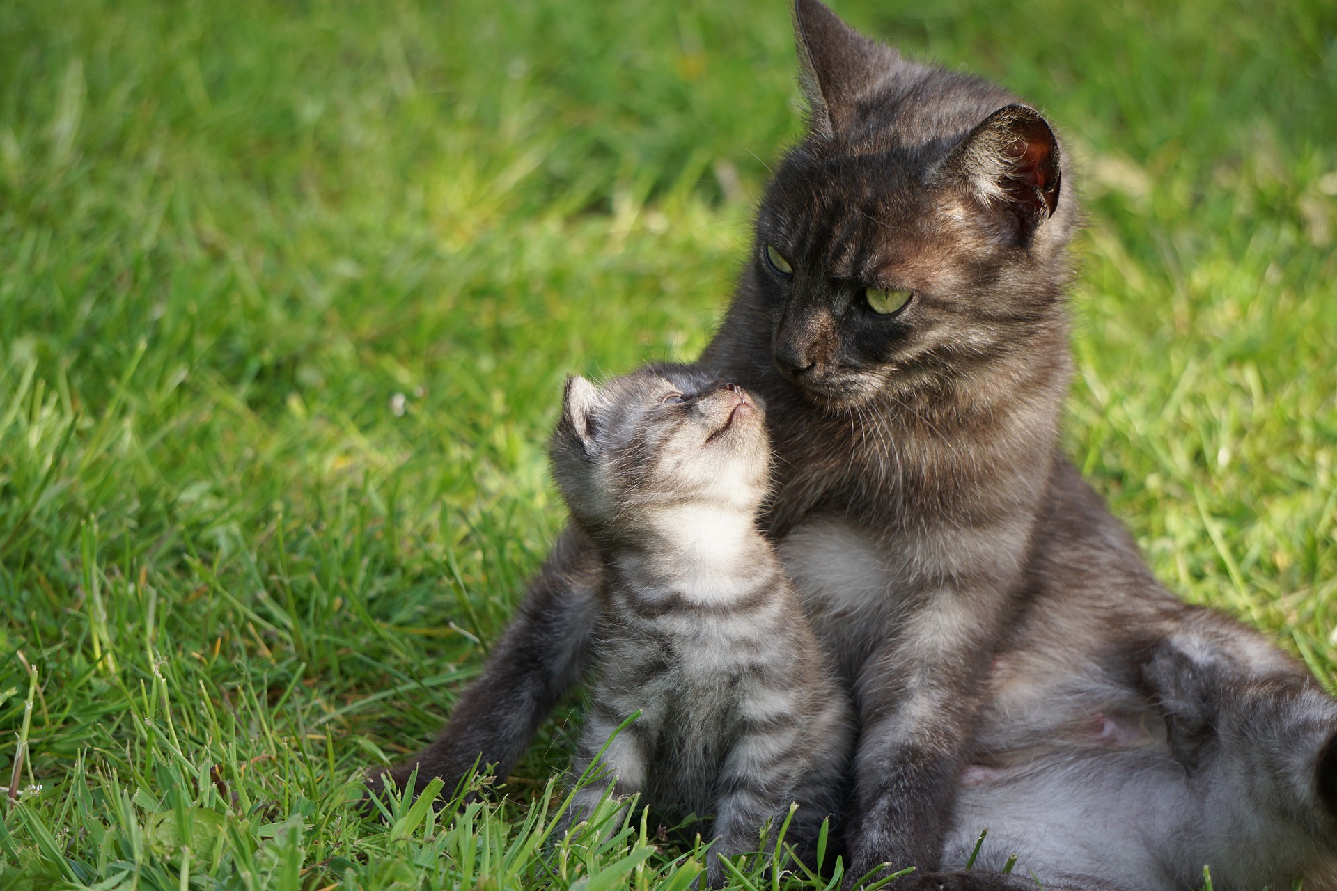 cat years in one human year