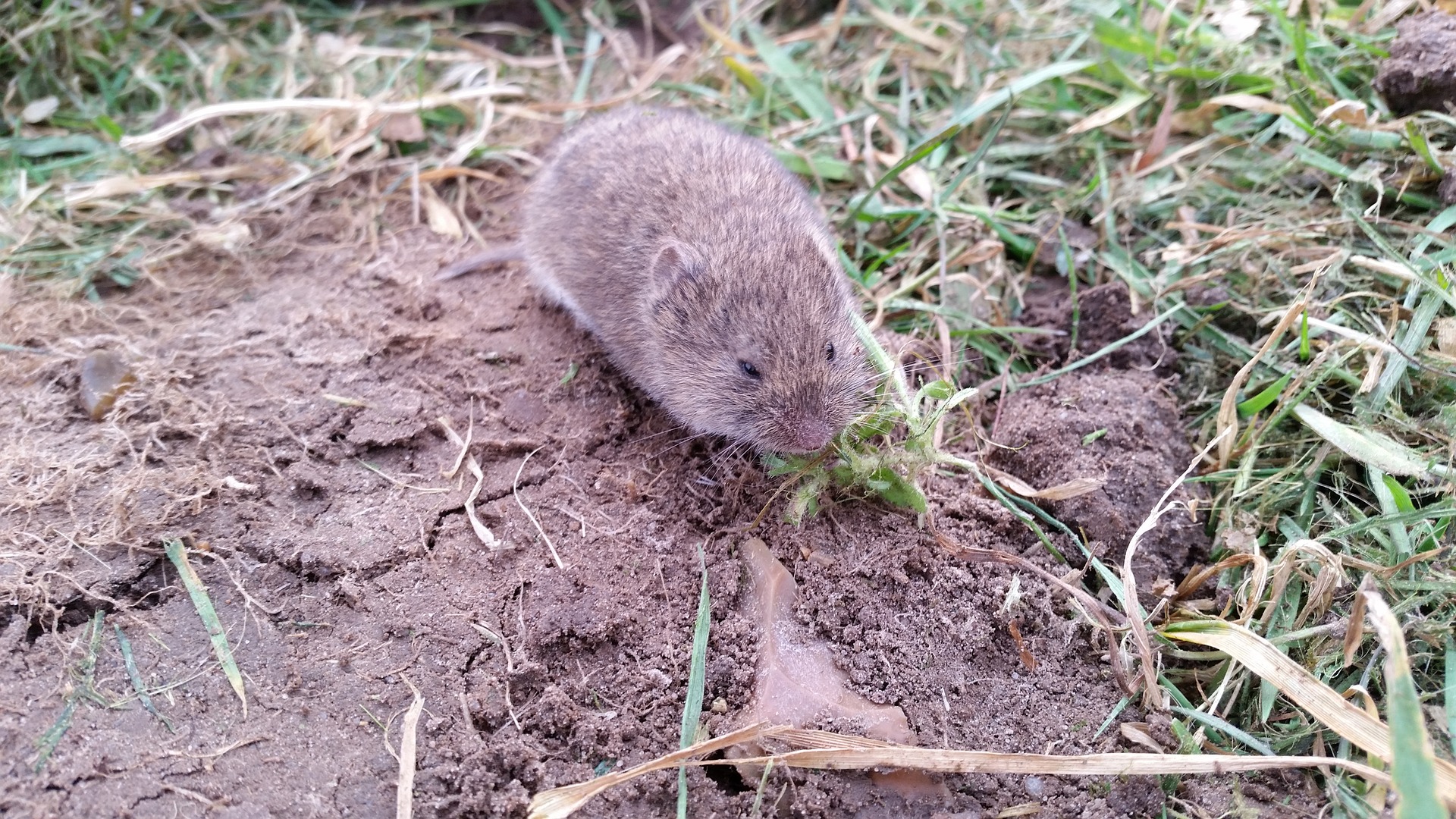 Voles How To Get Rid Of Voles In The Yard Or Garden The Old