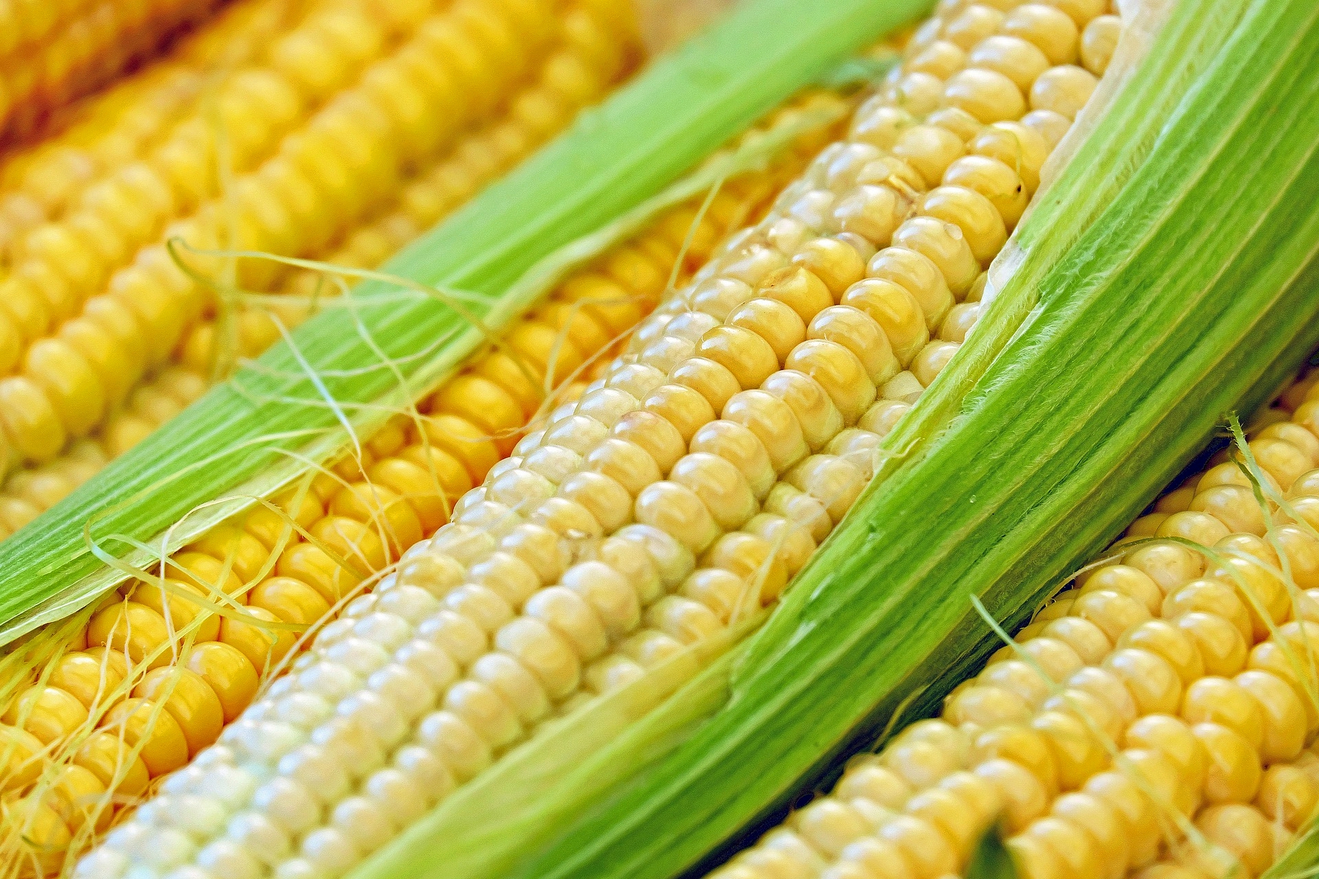 Sweet Corn Planting Growing And Harvesting Sweet Corn The Old