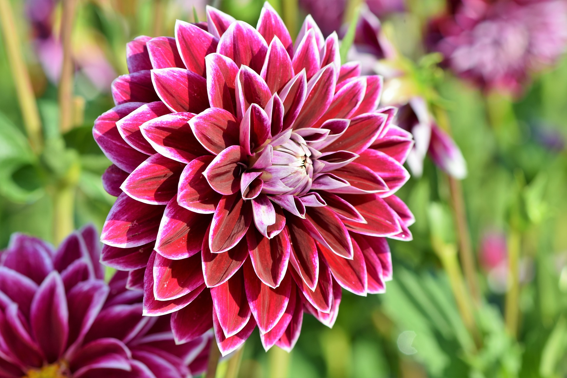 Dahlias: How to Plant, Grow, and Care for Dahlia Flowers | The Old ...