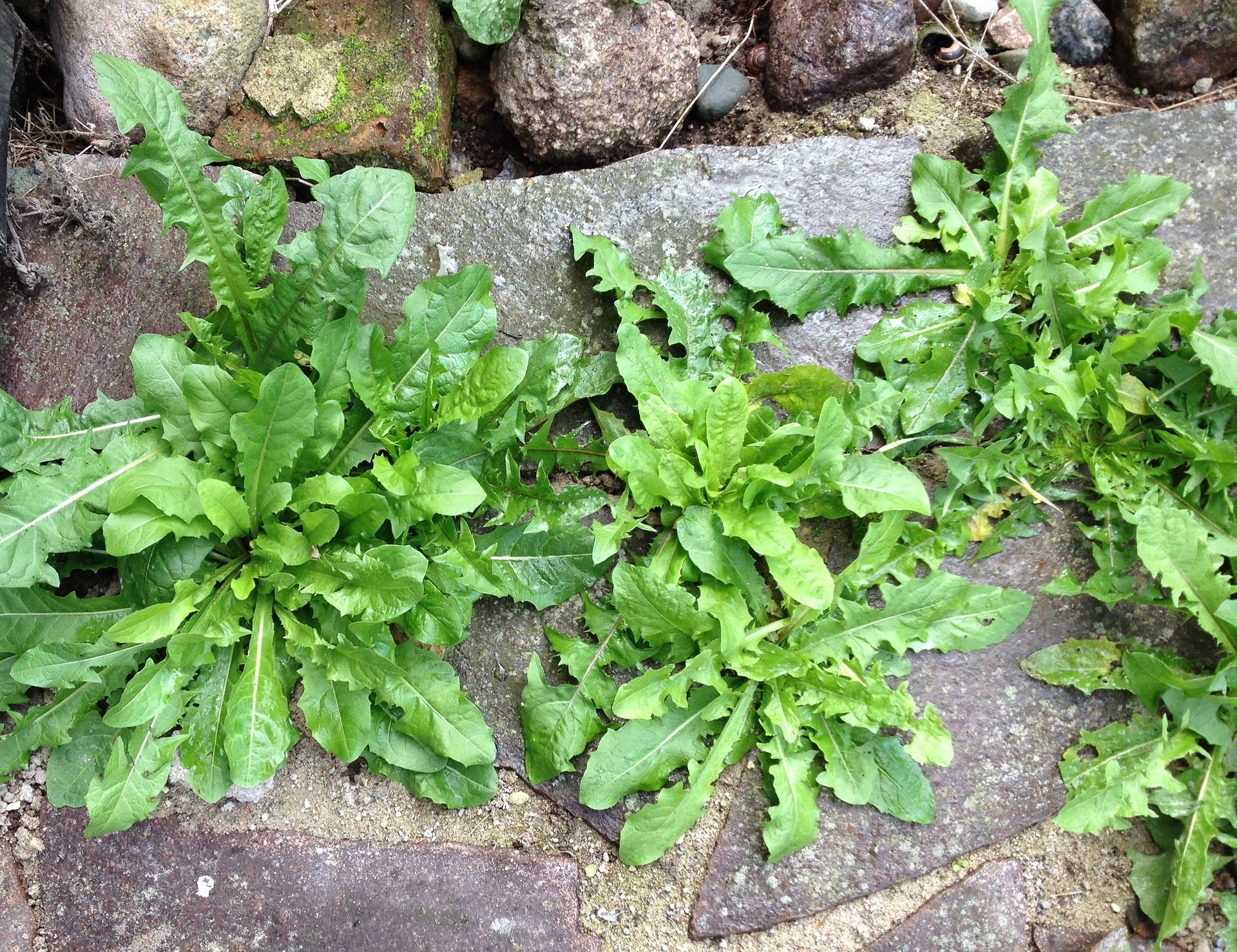 Common Garden Weed Identification Pictures Descriptions The