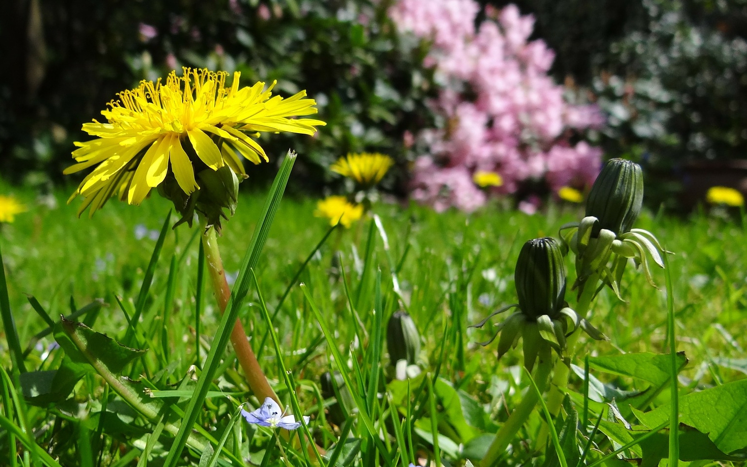 Dandelions for Food, Drink, and Medicine | The Old Farmer's Almanac