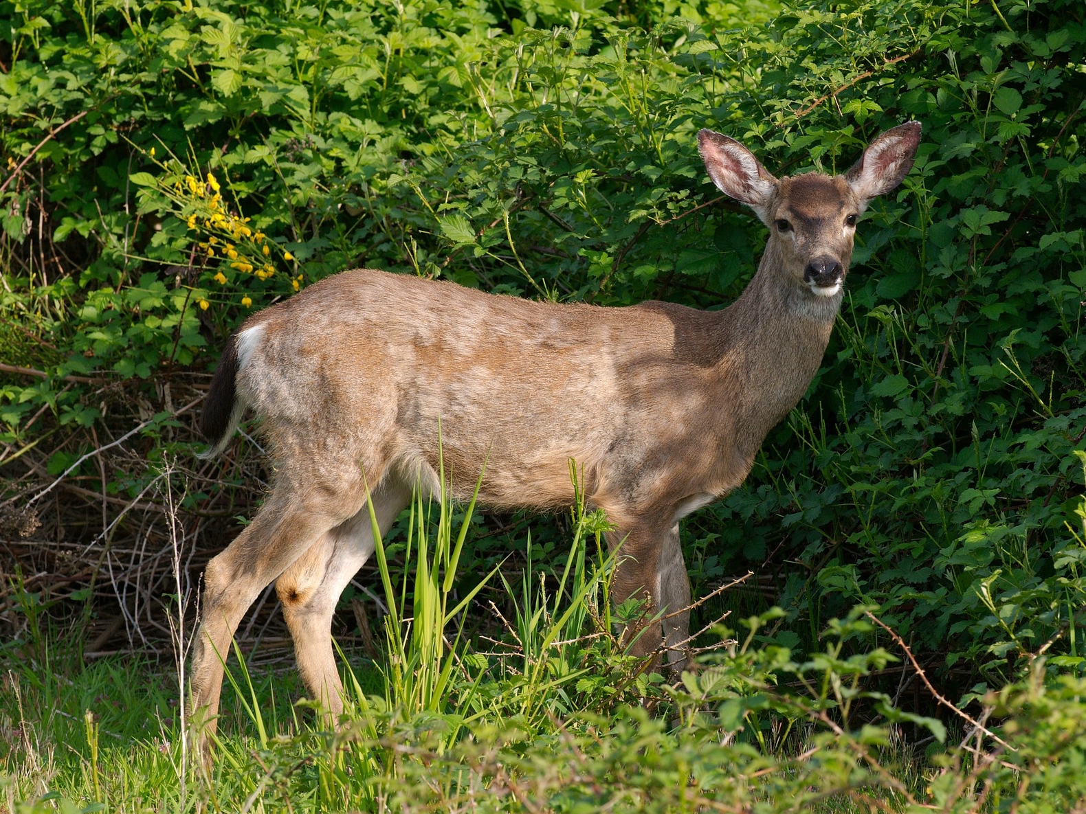 Deer Resistant Plants And Flowers Keep Deer Out Of Your Garden The Old Farmer S Almanac,Red Tail Boa Baby