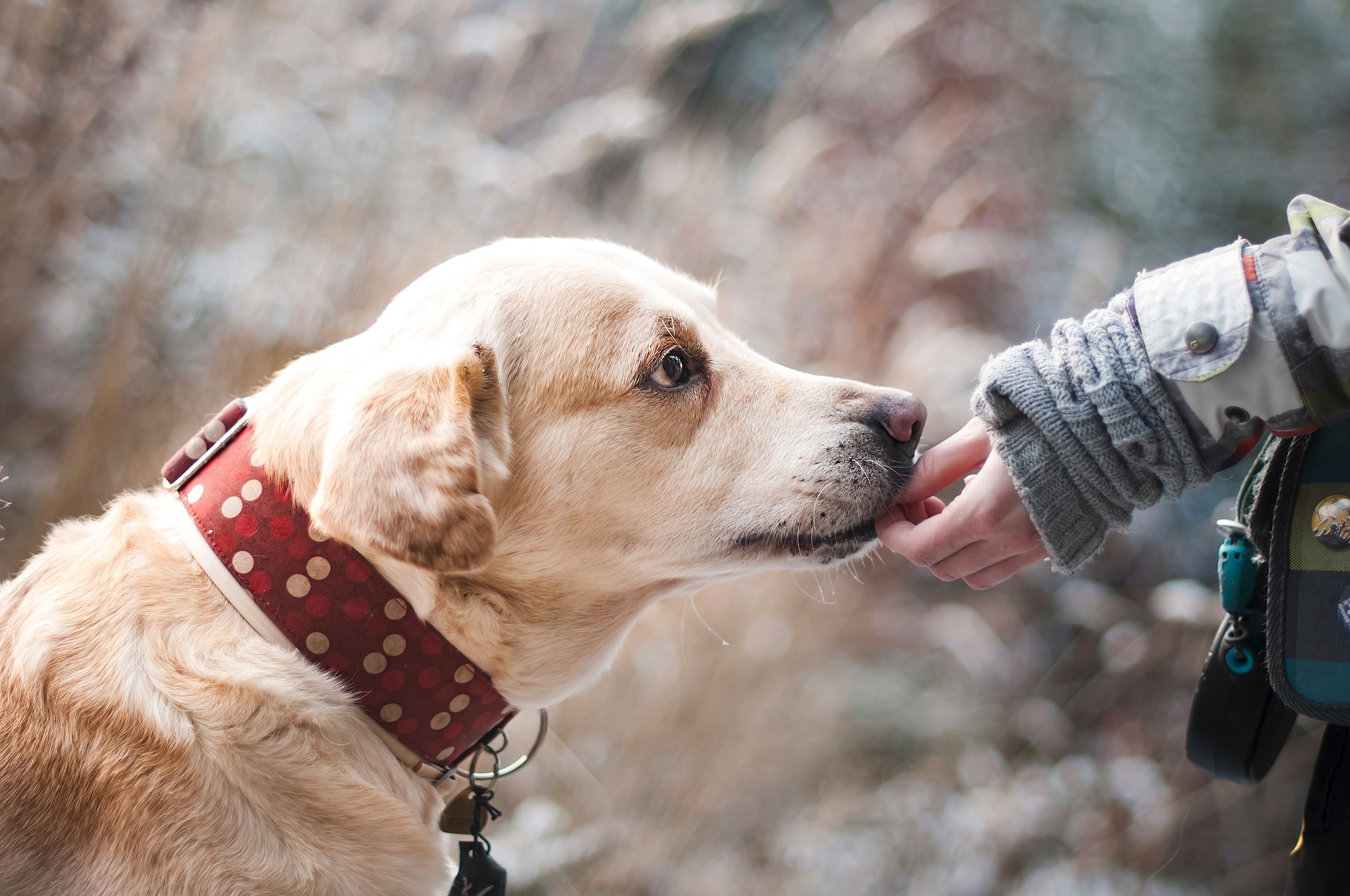 how to tell how old a dog is in human years