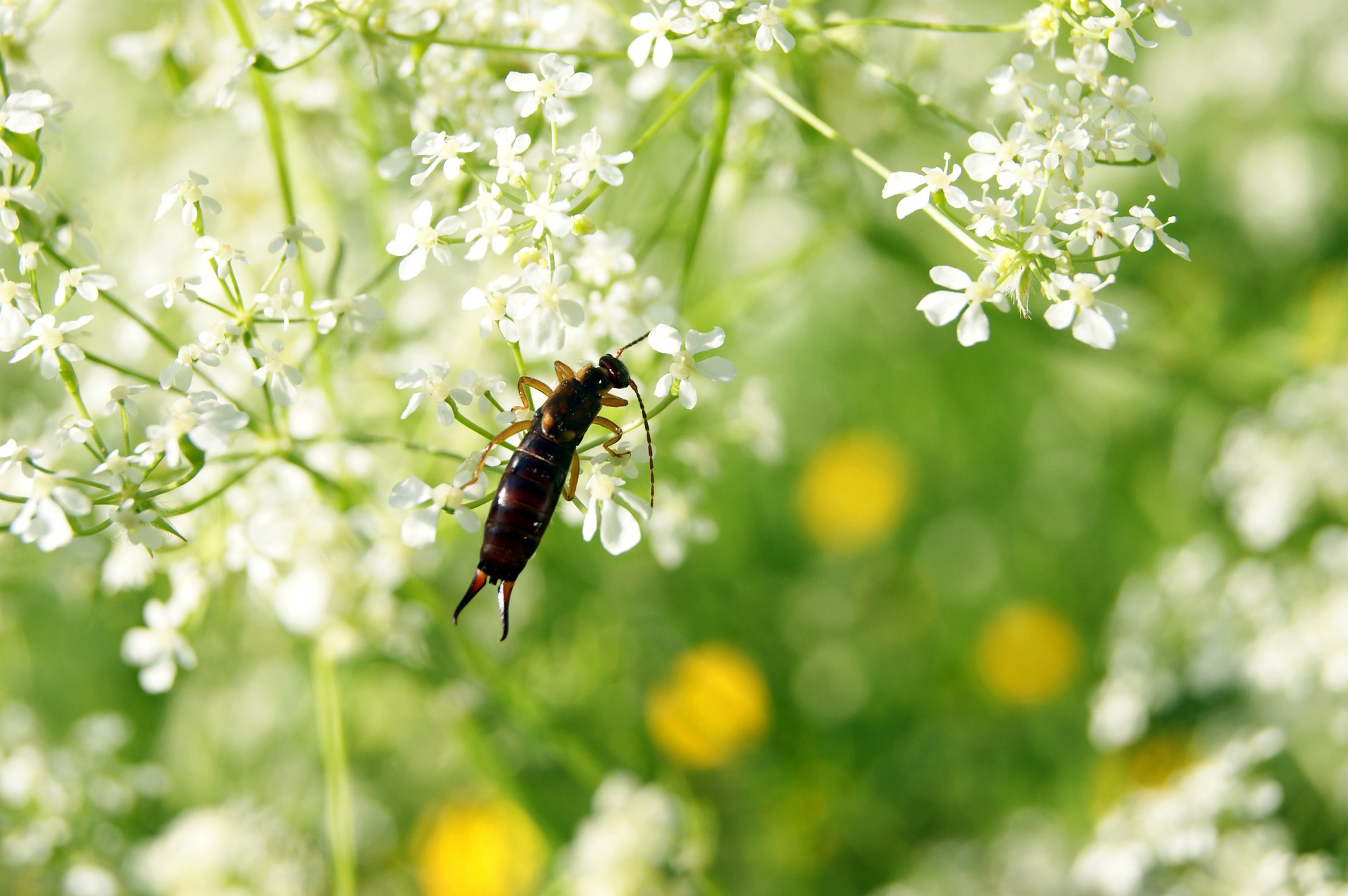 Earwigs How To Get Rid Of Earwigs Or Pincher Bugs The Old