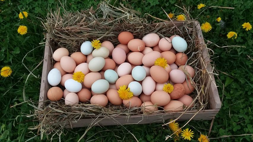 They are perfect for serving with dishes like poached eggs, roasted potatoes or green beans. What To Do With Lots Of Eggs : Raising Chickens 101 Collecting Storing And Hatching Chicken Eggs The Old Farmer S Almanac