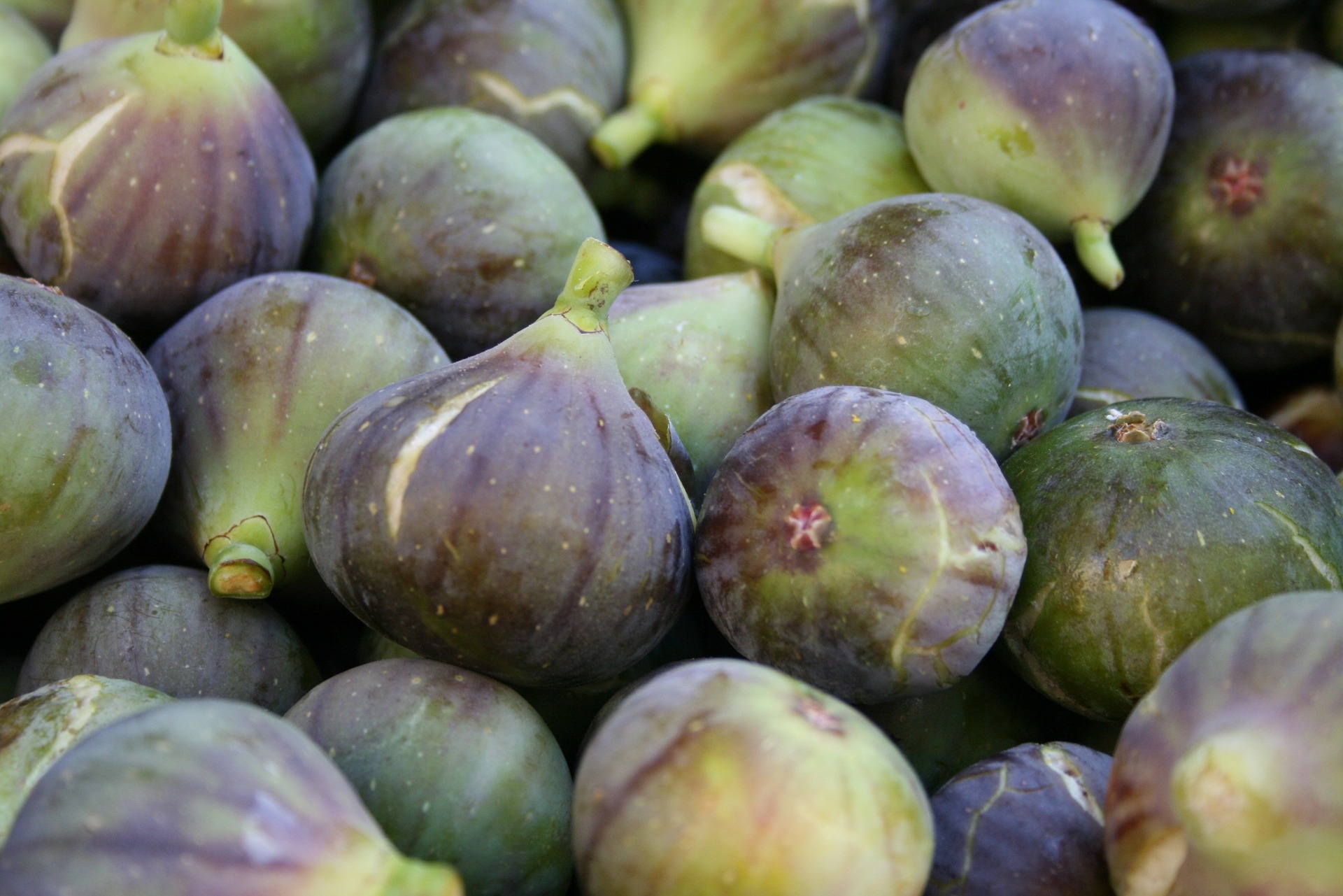 Fig Trees Planting Growing And Harvesting Figs The Old Farmer S Almanac