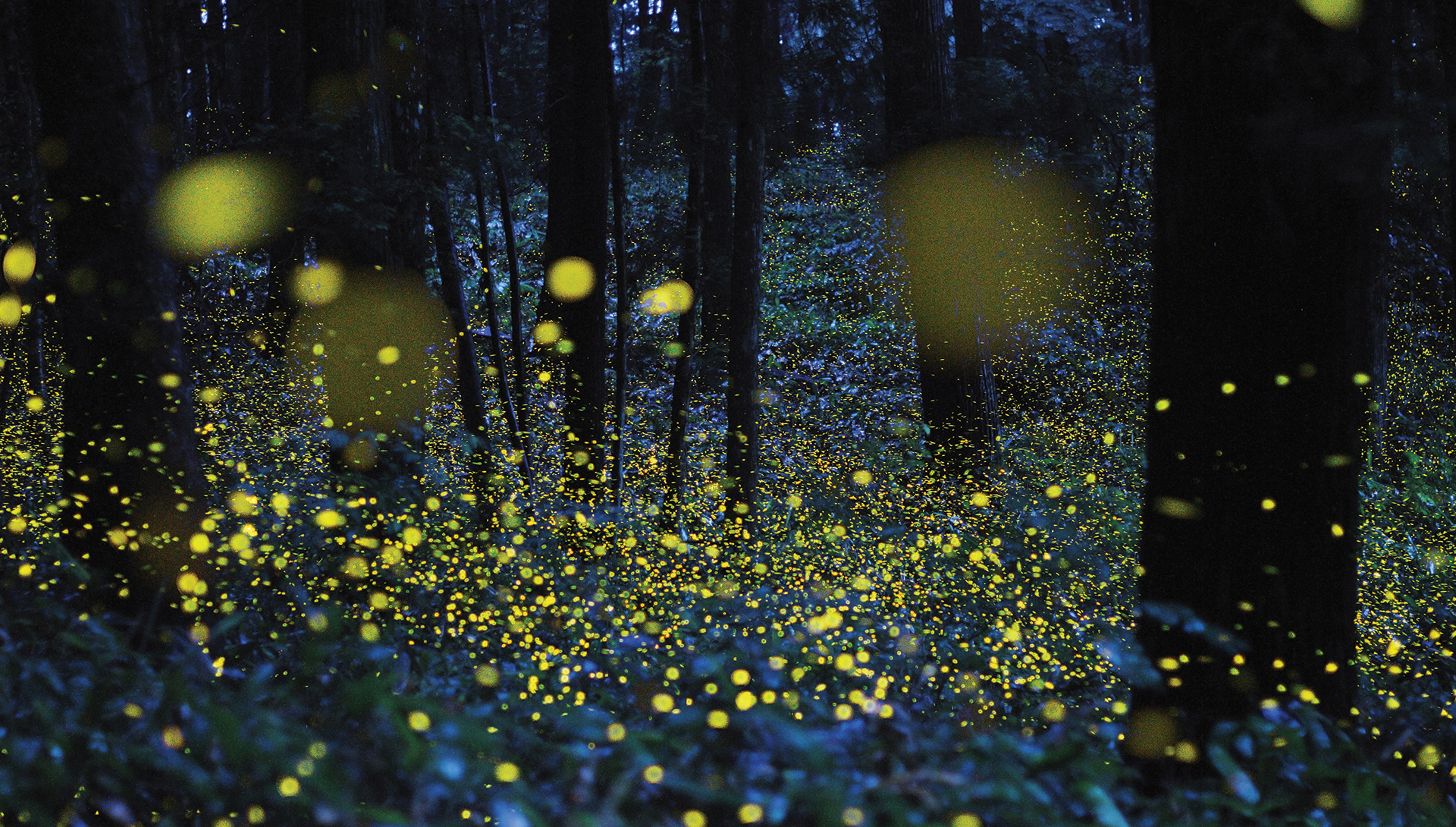 Fireflies, Lightning Bugs, and Glowworms: Why Do Fireflies Glow? How to  Attract Fireflies | The Old Farmer&#39;s Almanac