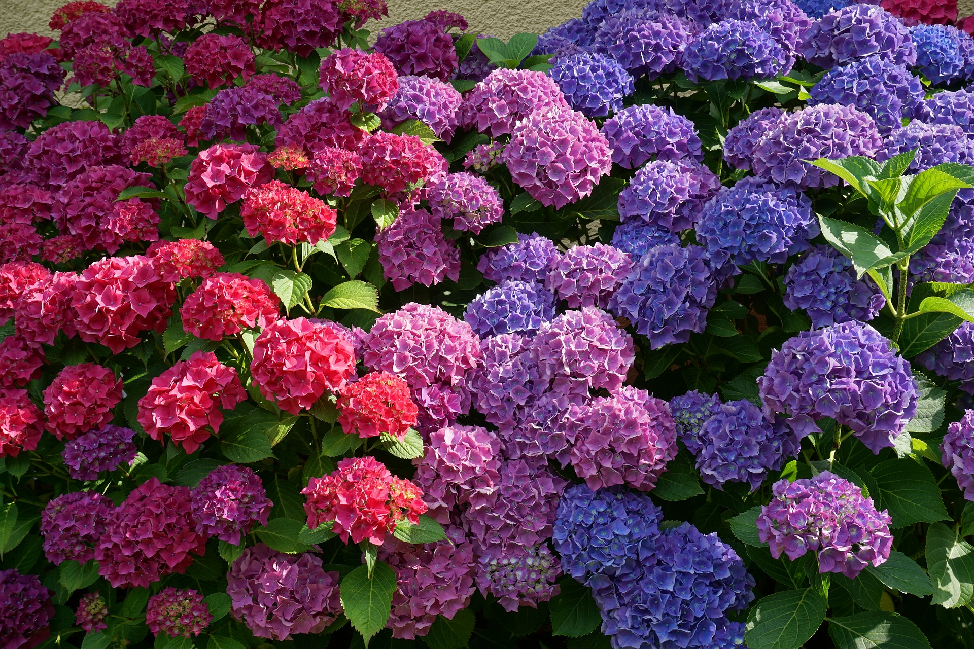 Real purple hydrangea flower with black background