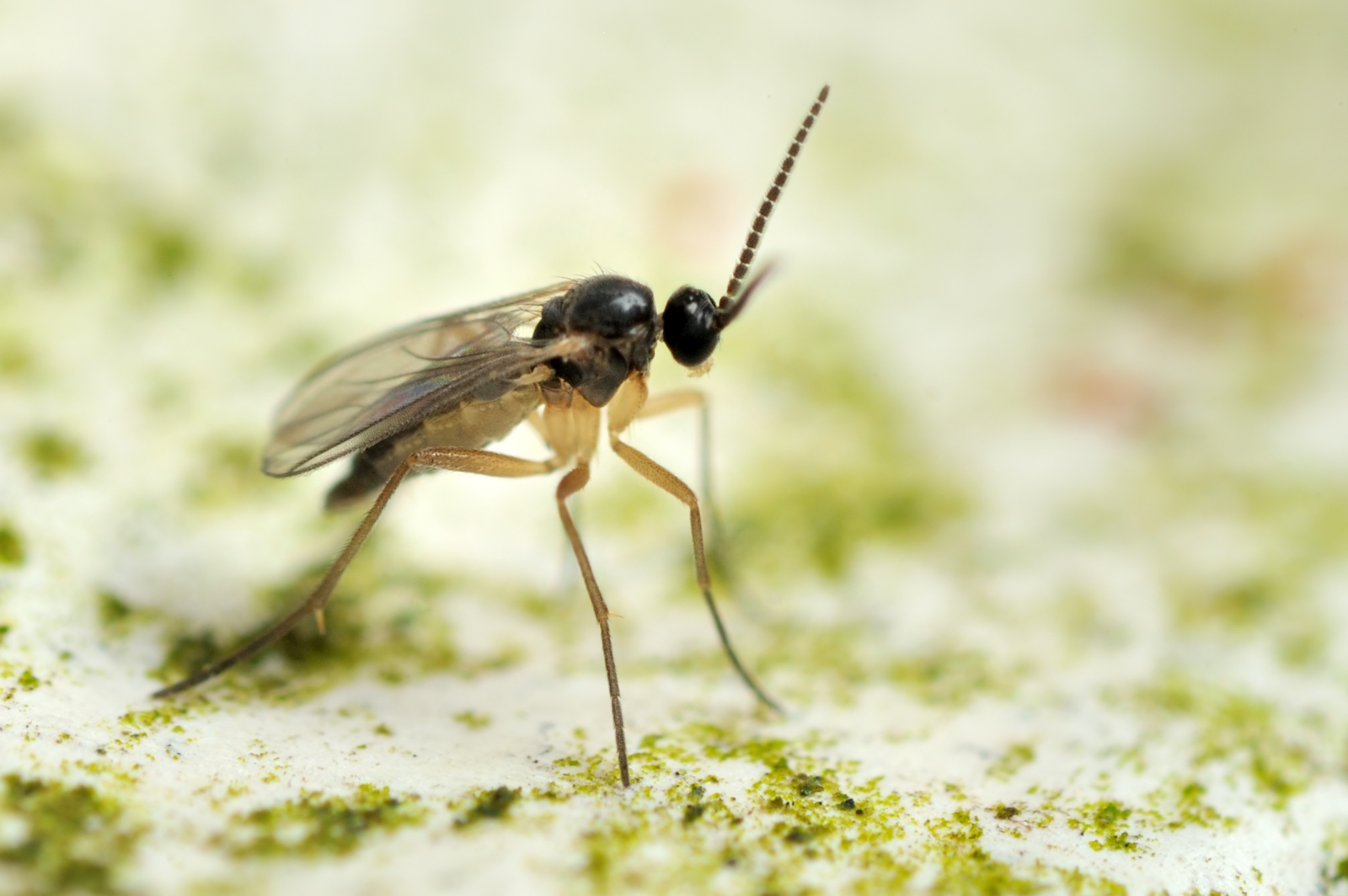 Fungus Gnats: How to Get Rid of Fungus Gnats in Houseplants | The Old  Farmer's Almanac