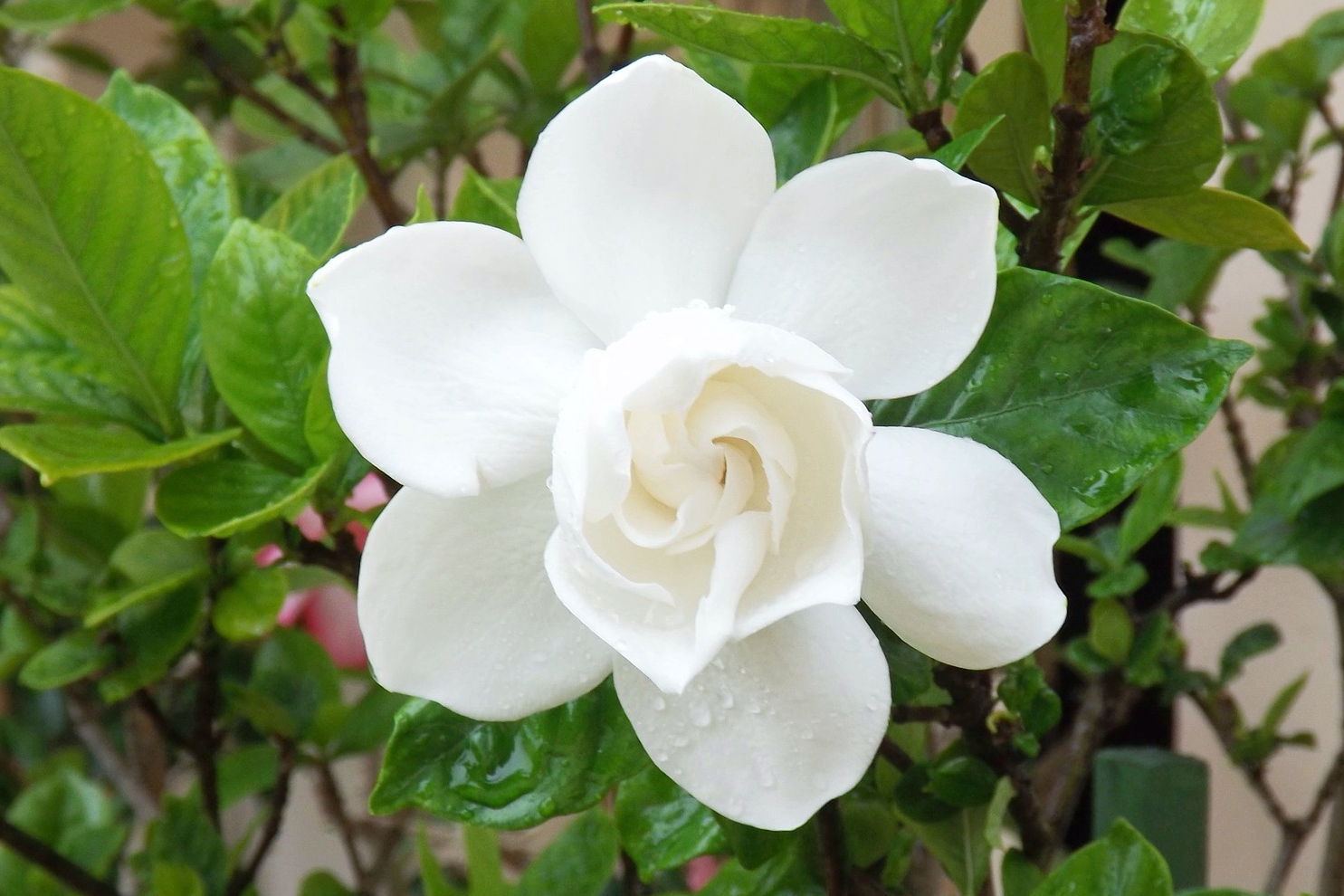 Gardenia: How to Plant, Grow, and Care for Gardenias  The Old