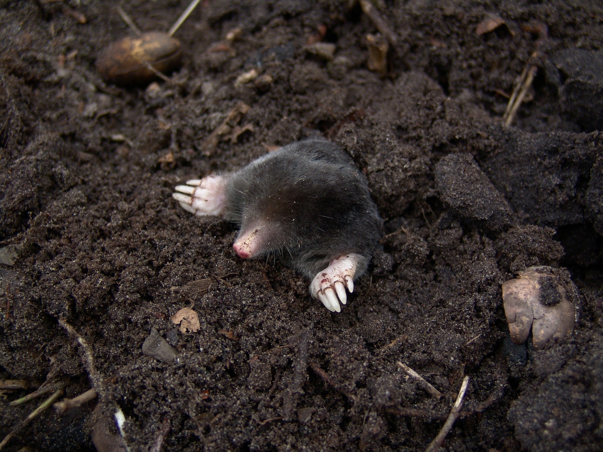 Moles How To Identify And Get Rid Of Moles In The Garden Or Yard