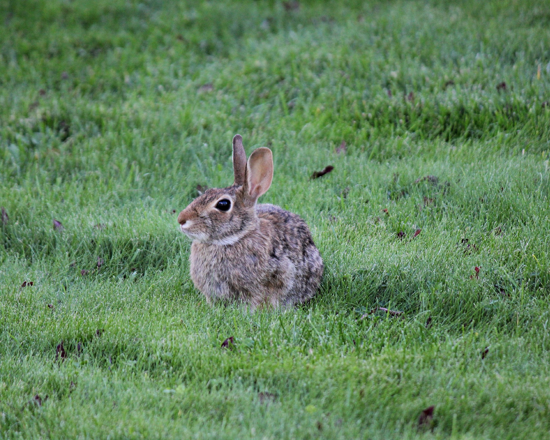 Rabbits How To Identify And Get Rid Of Rabbits Garden Pest Control The Old Farmers Almanac