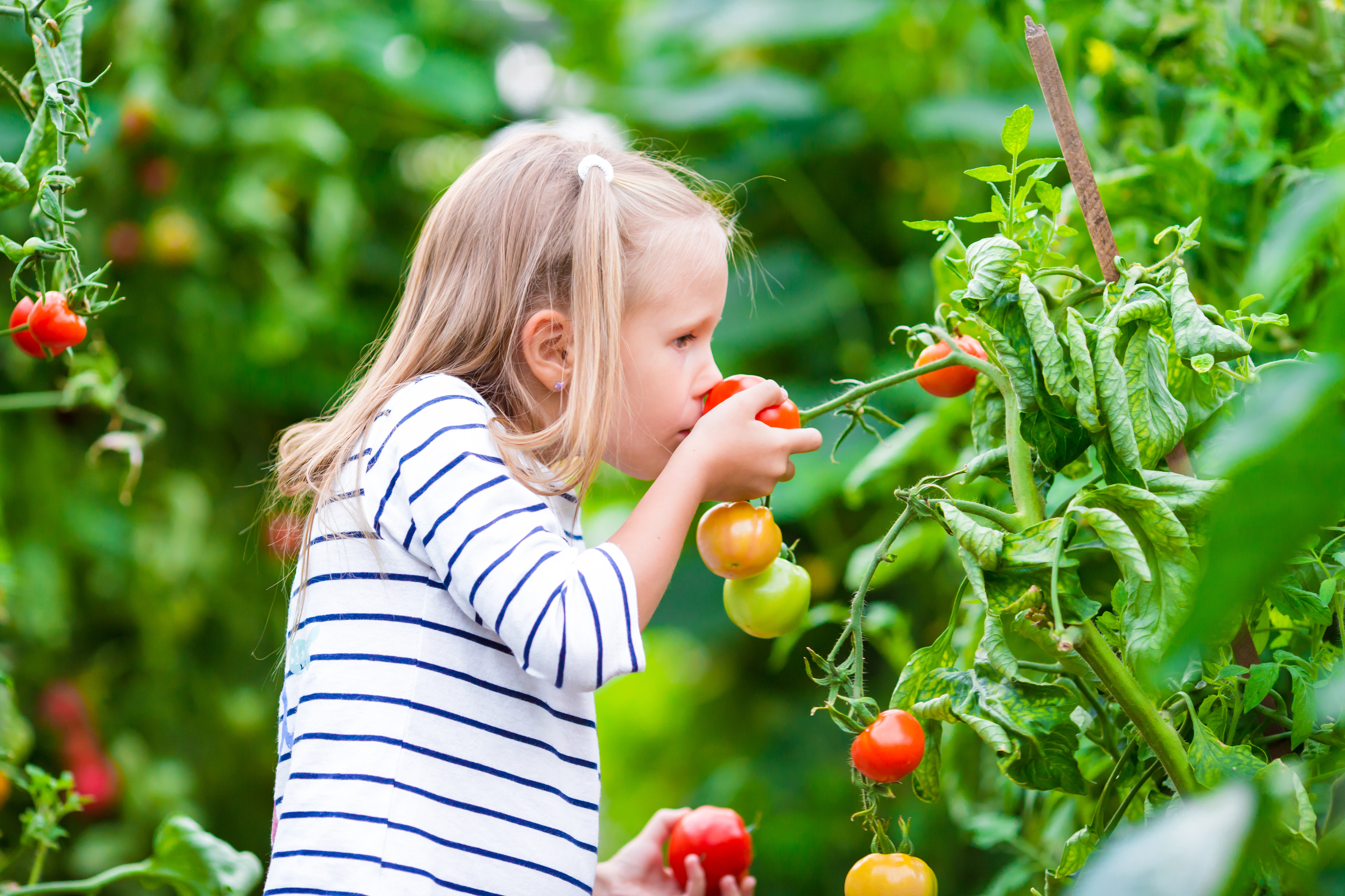 Vegetable Gardening For Beginners The Basics Of Planting