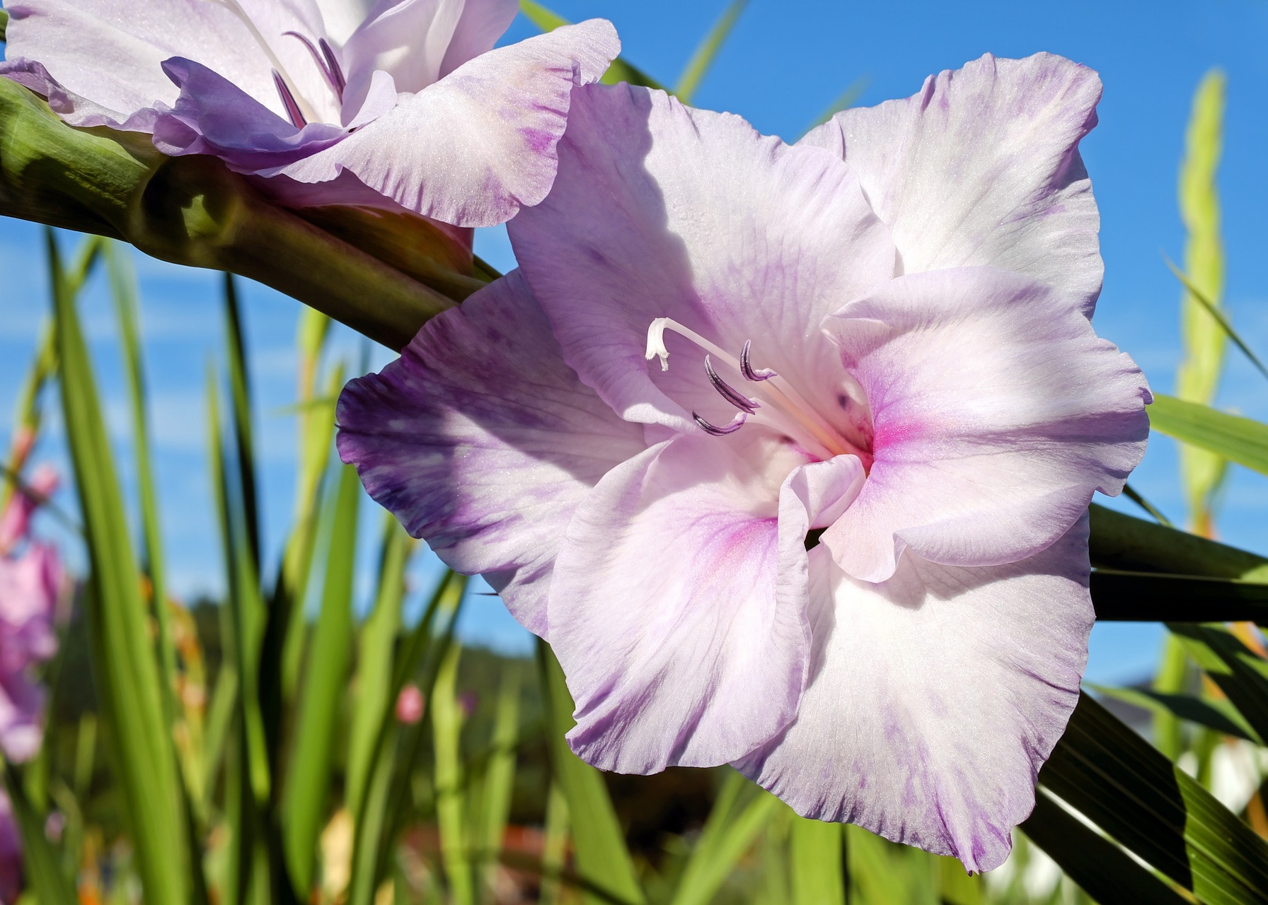 Gladiolus: How to Plant, Grow, and Care for Gladiolus ...