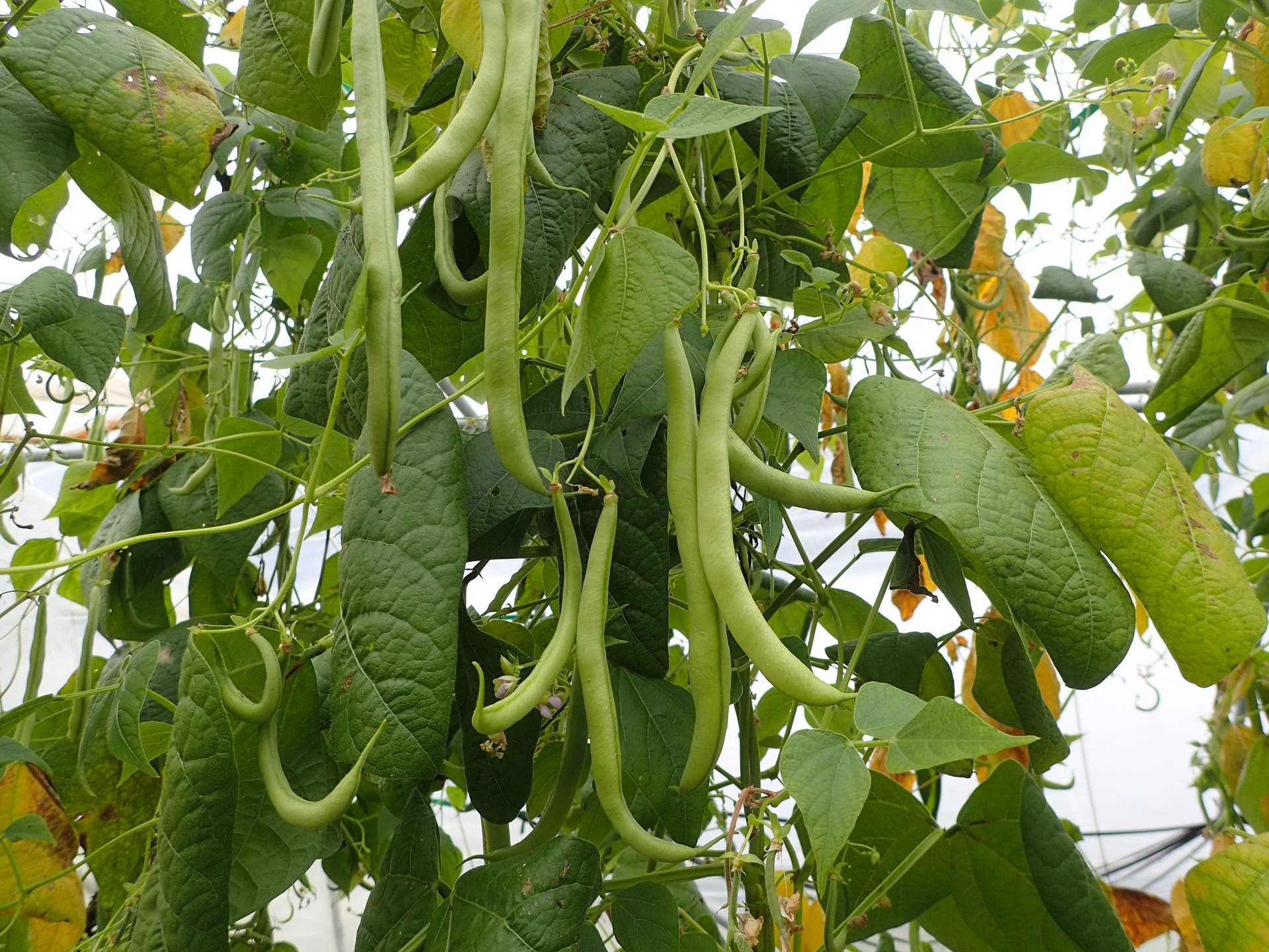 Beans: Planting, Growing, and Harvesting Bean Plants | The Old Farmer''s ...