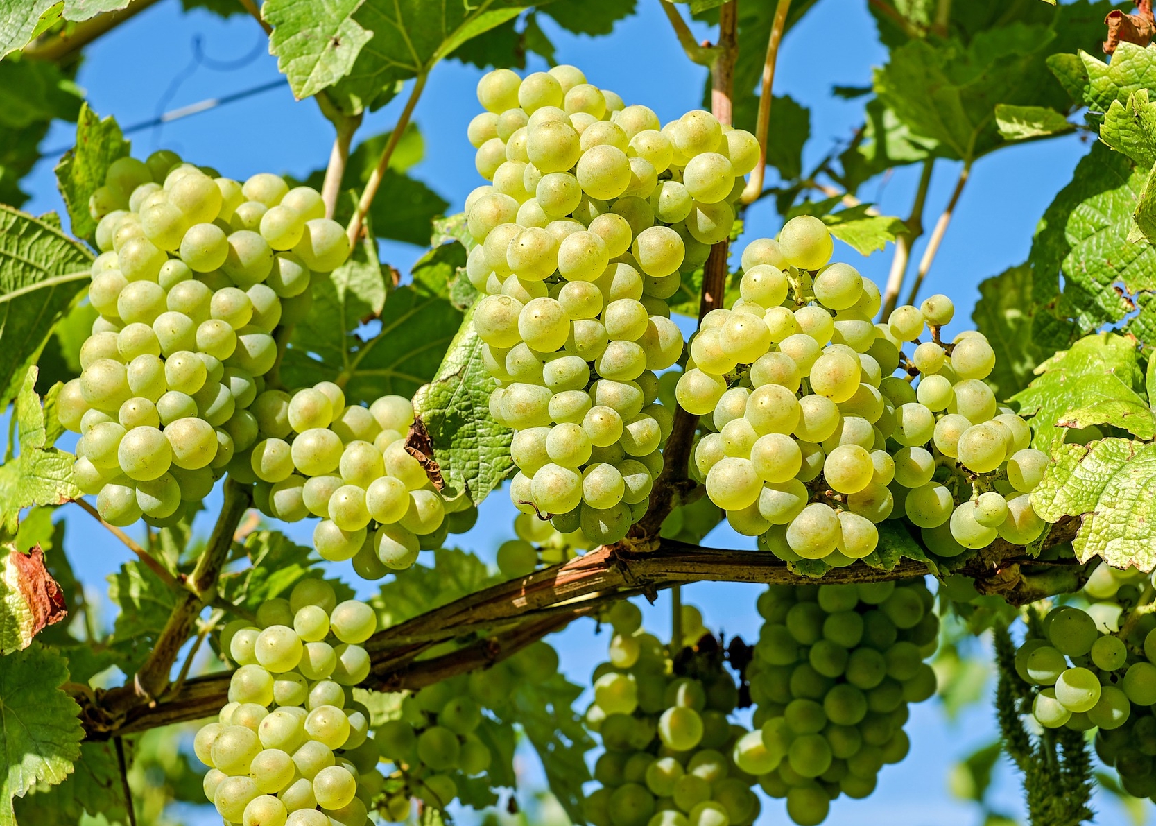 Grapes Planting Growing And Harvesting Grape Vines The Old