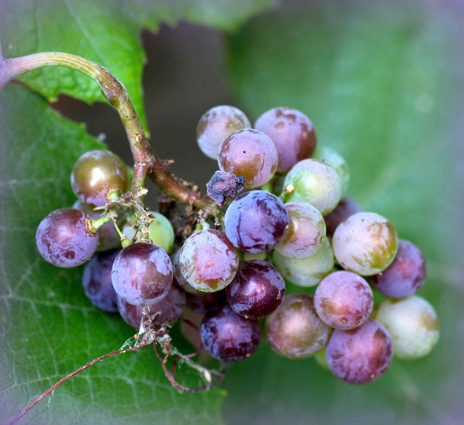 Growing Grapes The Old Farmers Almanac
