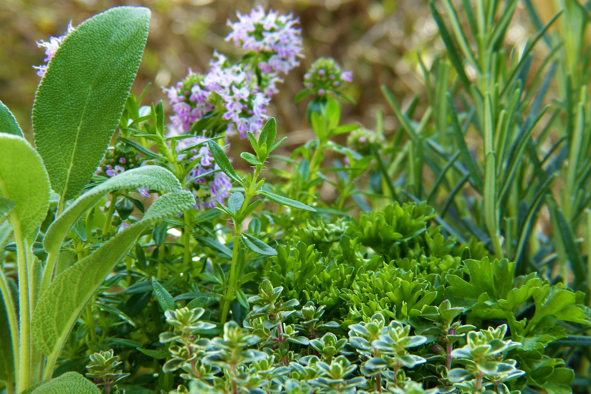 Herb Planting Calendar: Planting and Growing Herbs | The Old Farmer's  Almanac