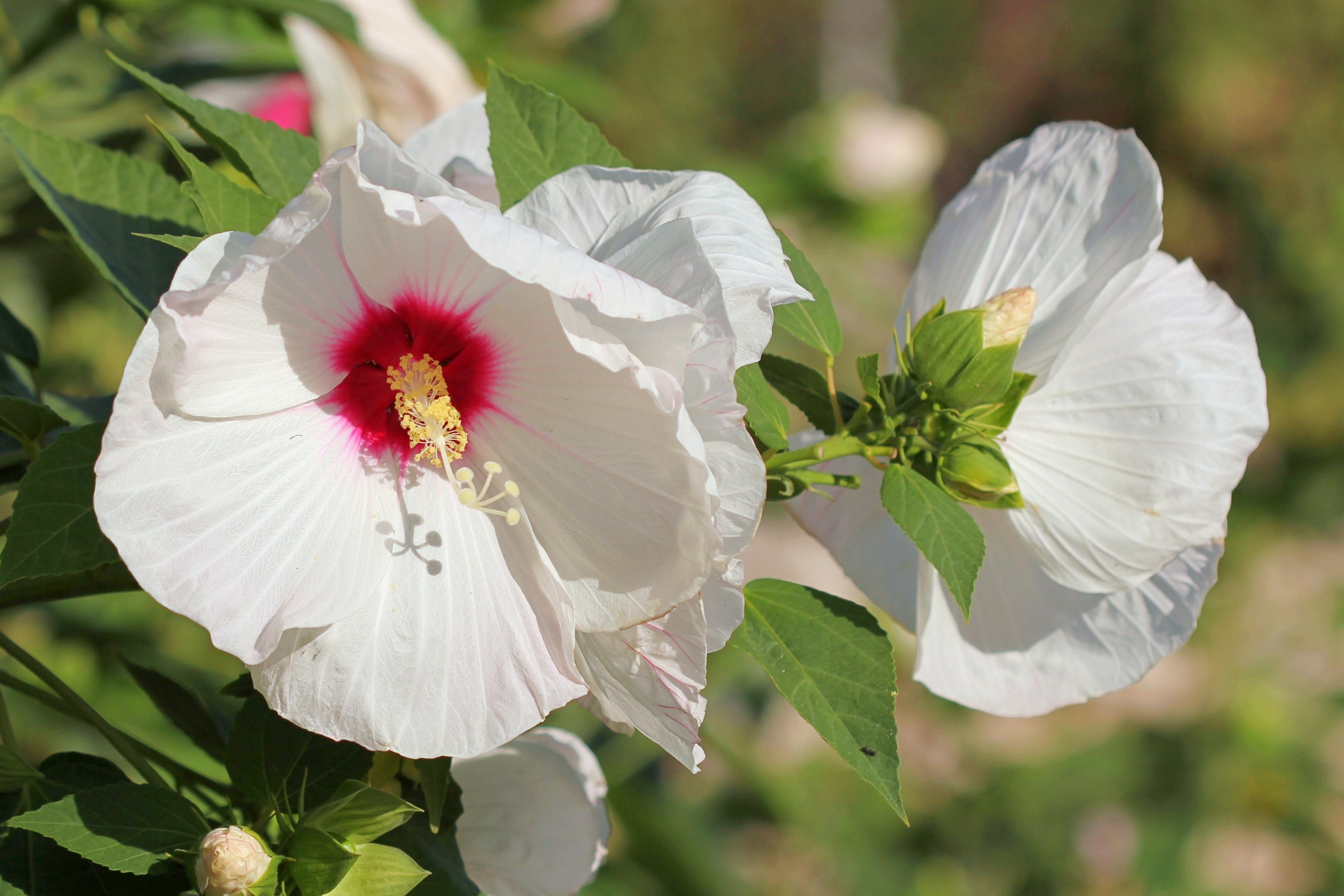 Hibiscus How To Plant Grow And Care For Rose Of Sharon Plants The Old Farmer S Almanac,Cooking Chestnuts On A Fire