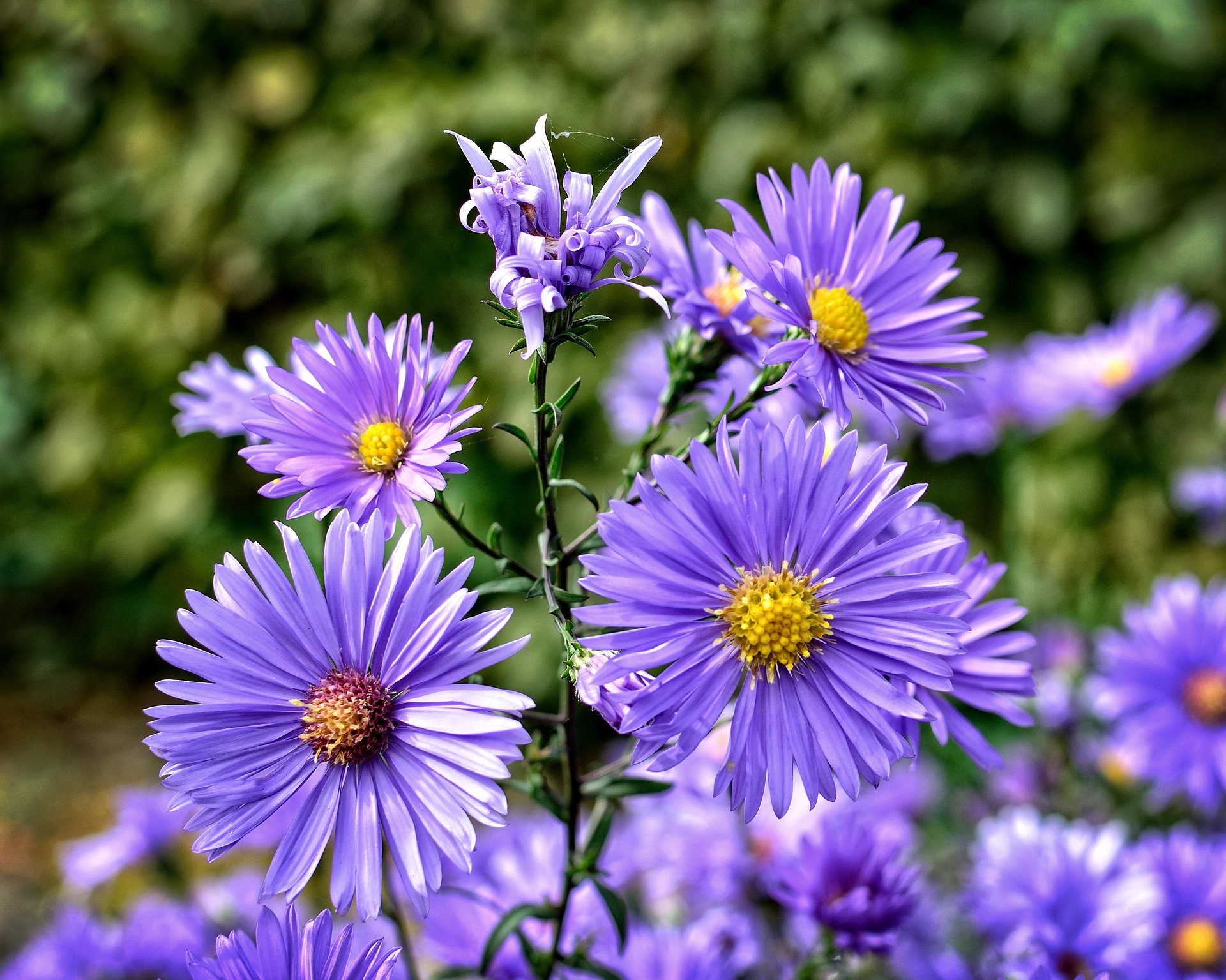 Aster Flowers