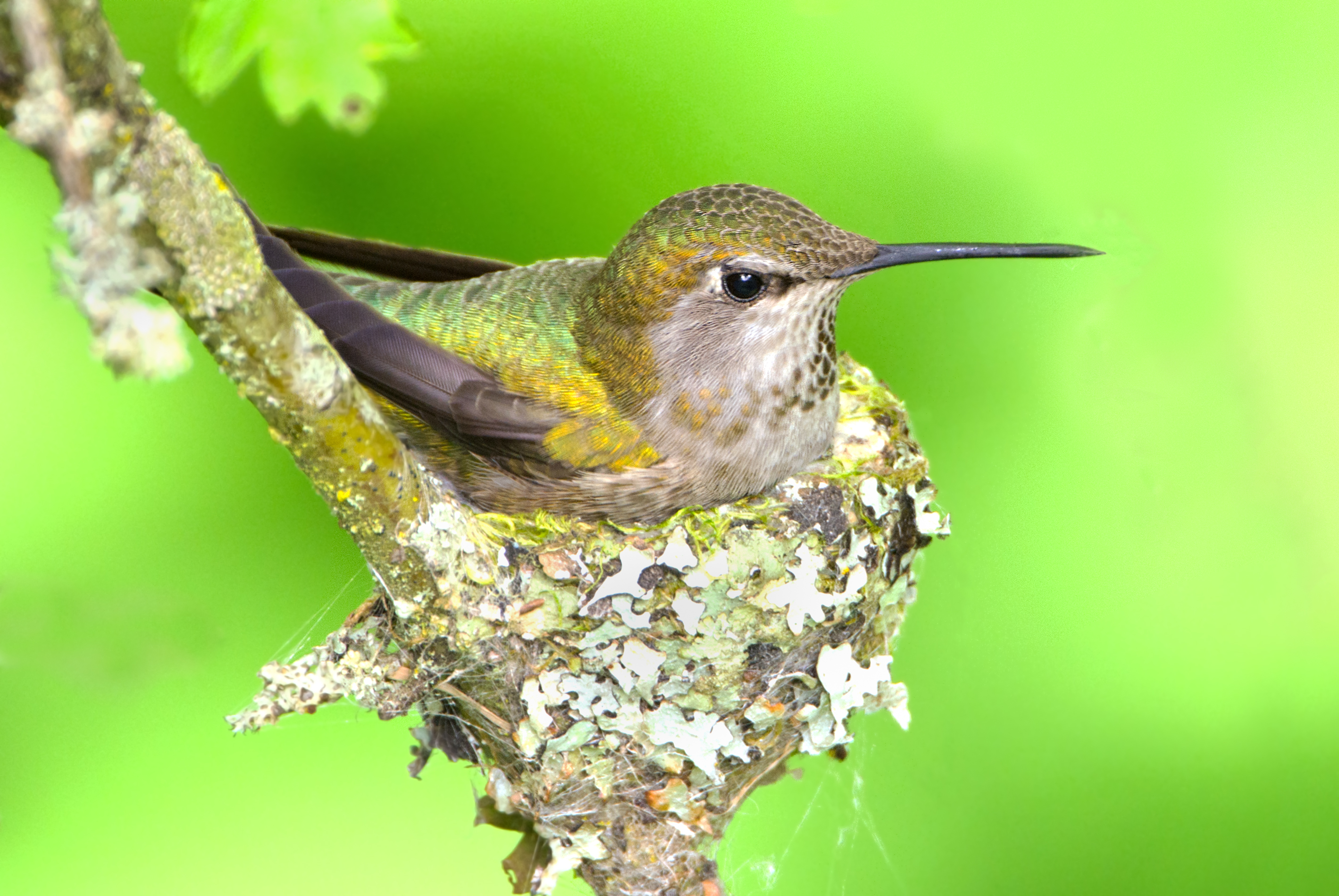 Hummingbird Size Chart